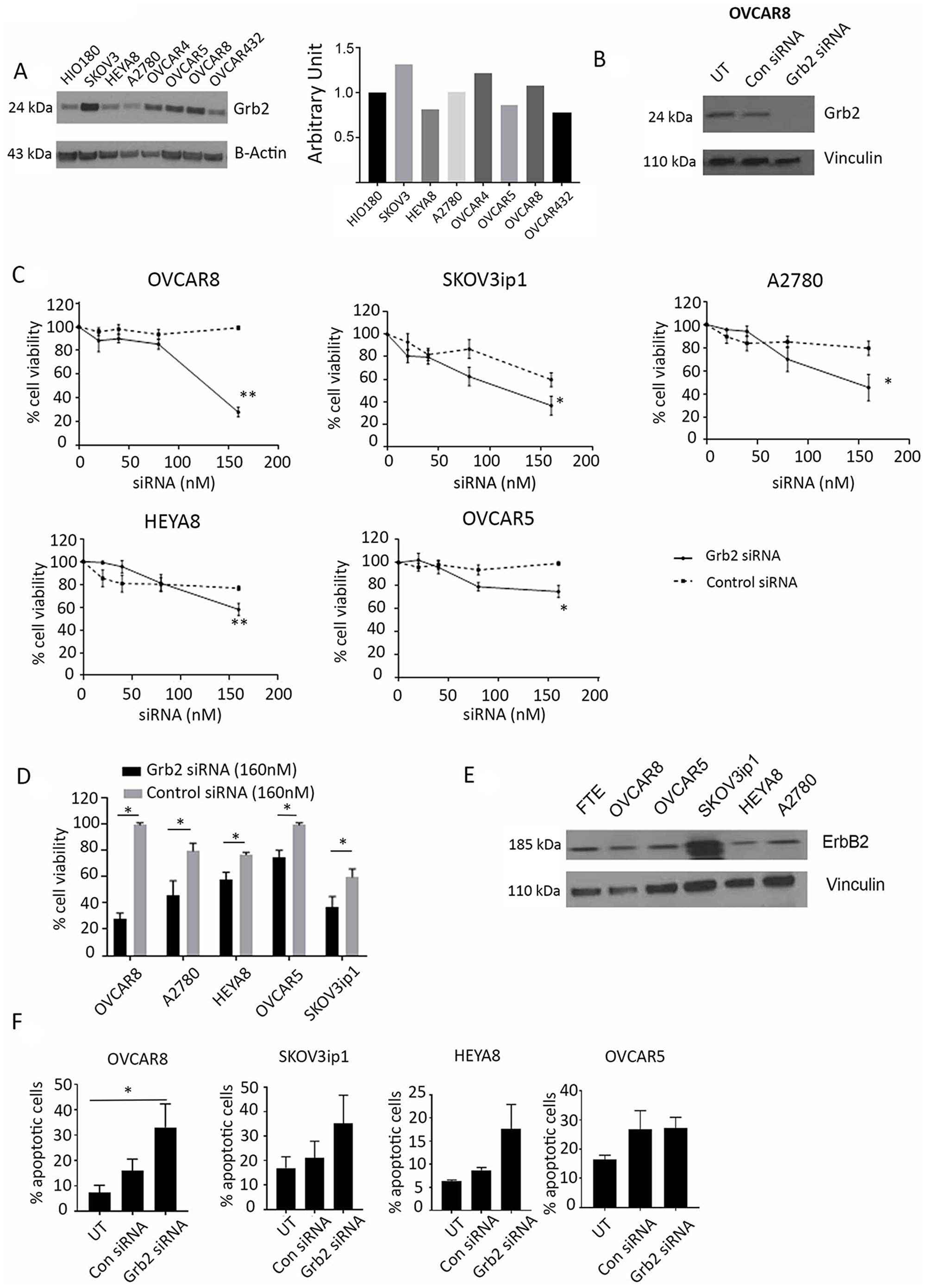 Effect of Grb2 downregulation on ovarian cancer cell lines