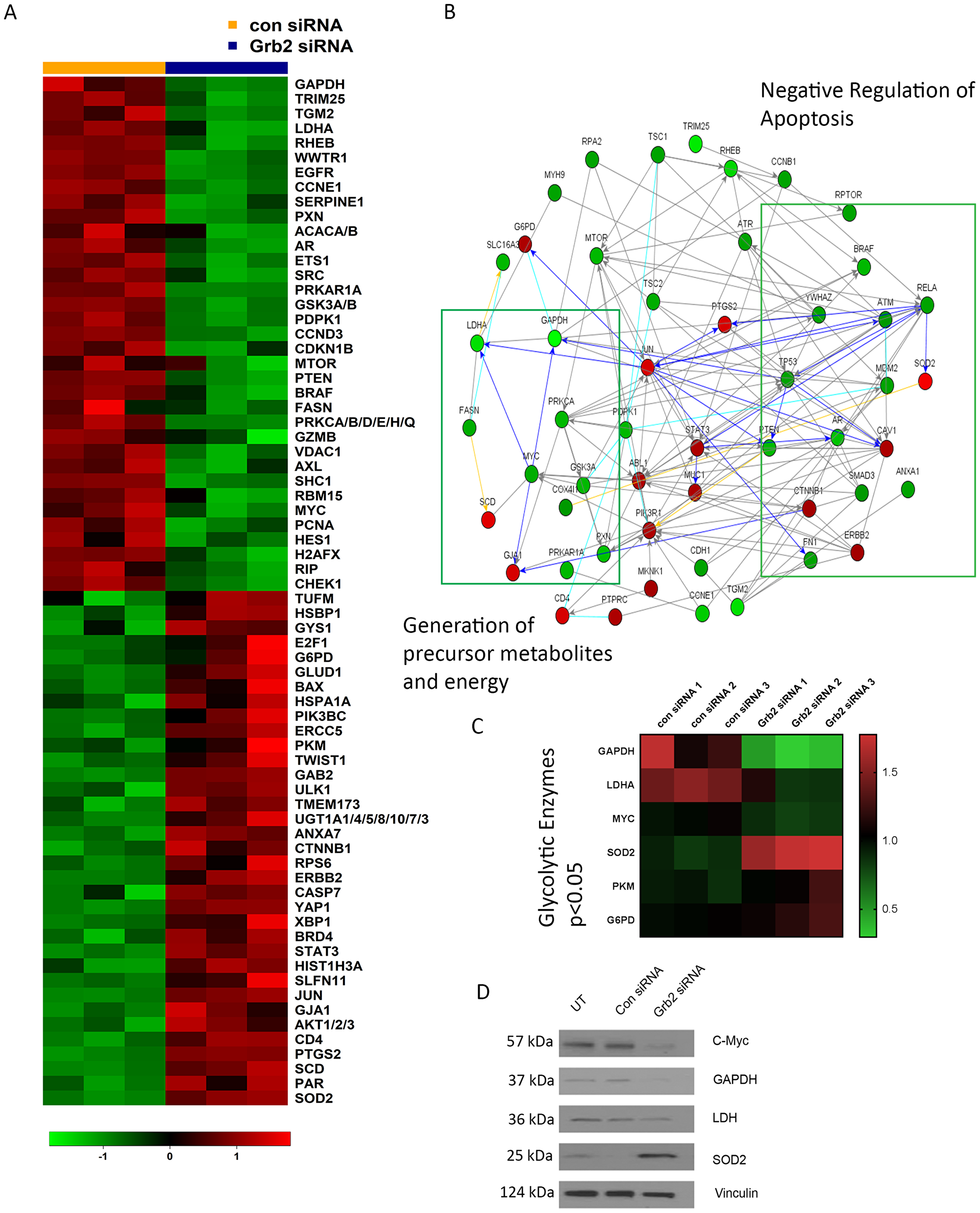 Differential expression of proteins OVCAR8 ovarian cancer cells after Grb2 downregulation as detected by RPPA