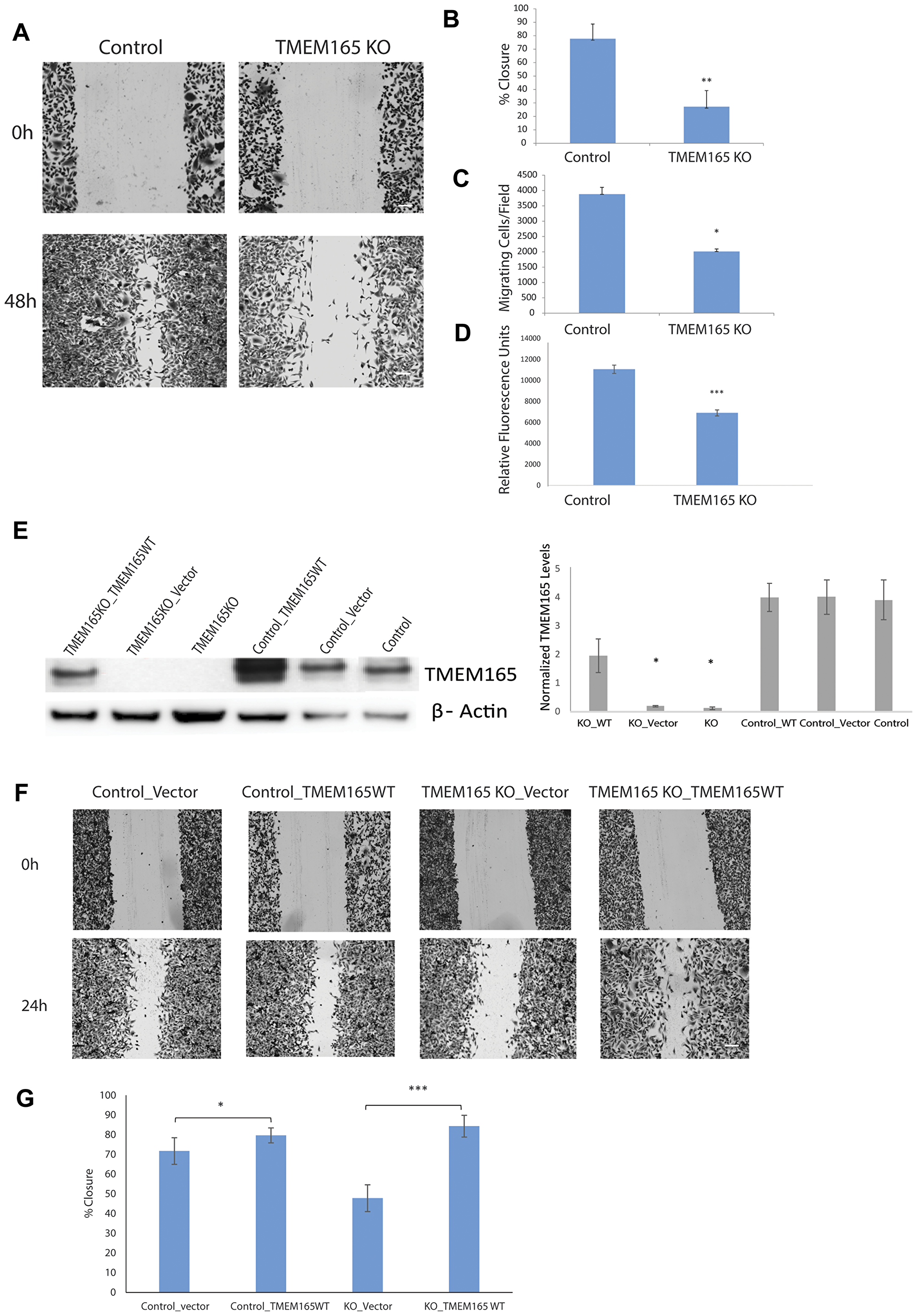 MDAMB231 TMEM165KO cells have reduced cell migration