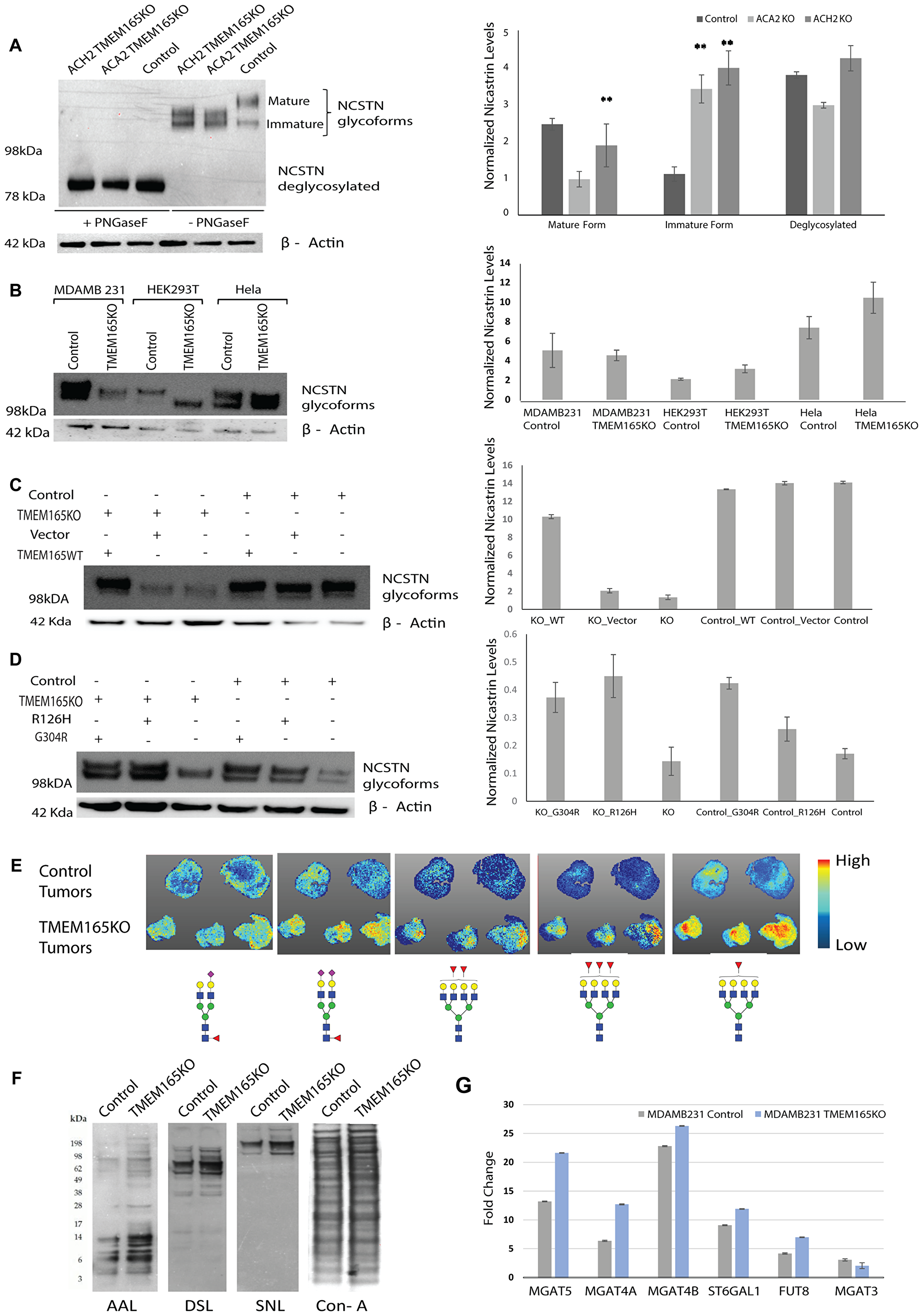 TMEM165 expression levels alters N-linked glycosylation