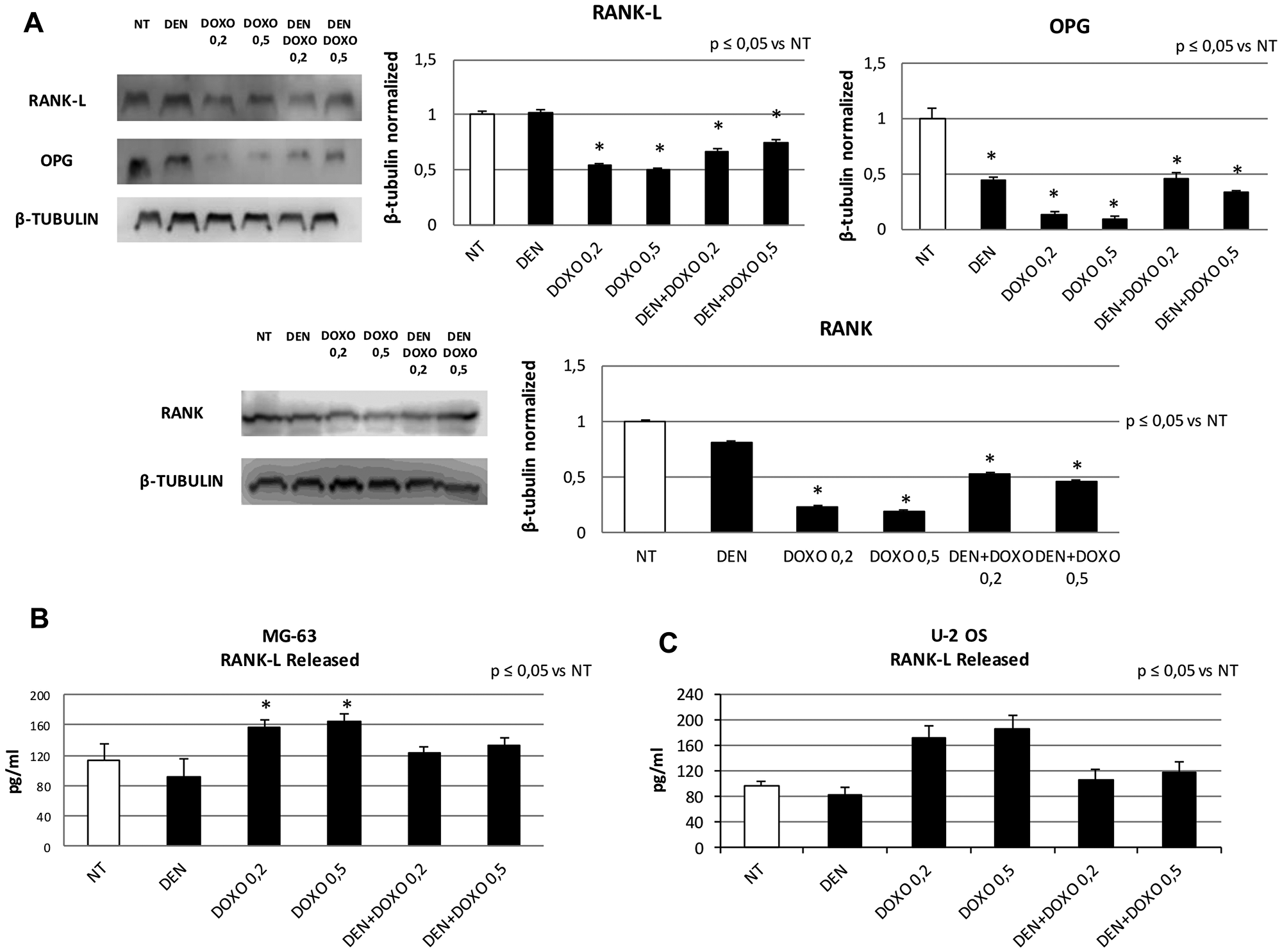 RANK, RANK-L and OPG protein expression levels and RANK-L released concentration after treatment with Den and Doxo in OS cell lines