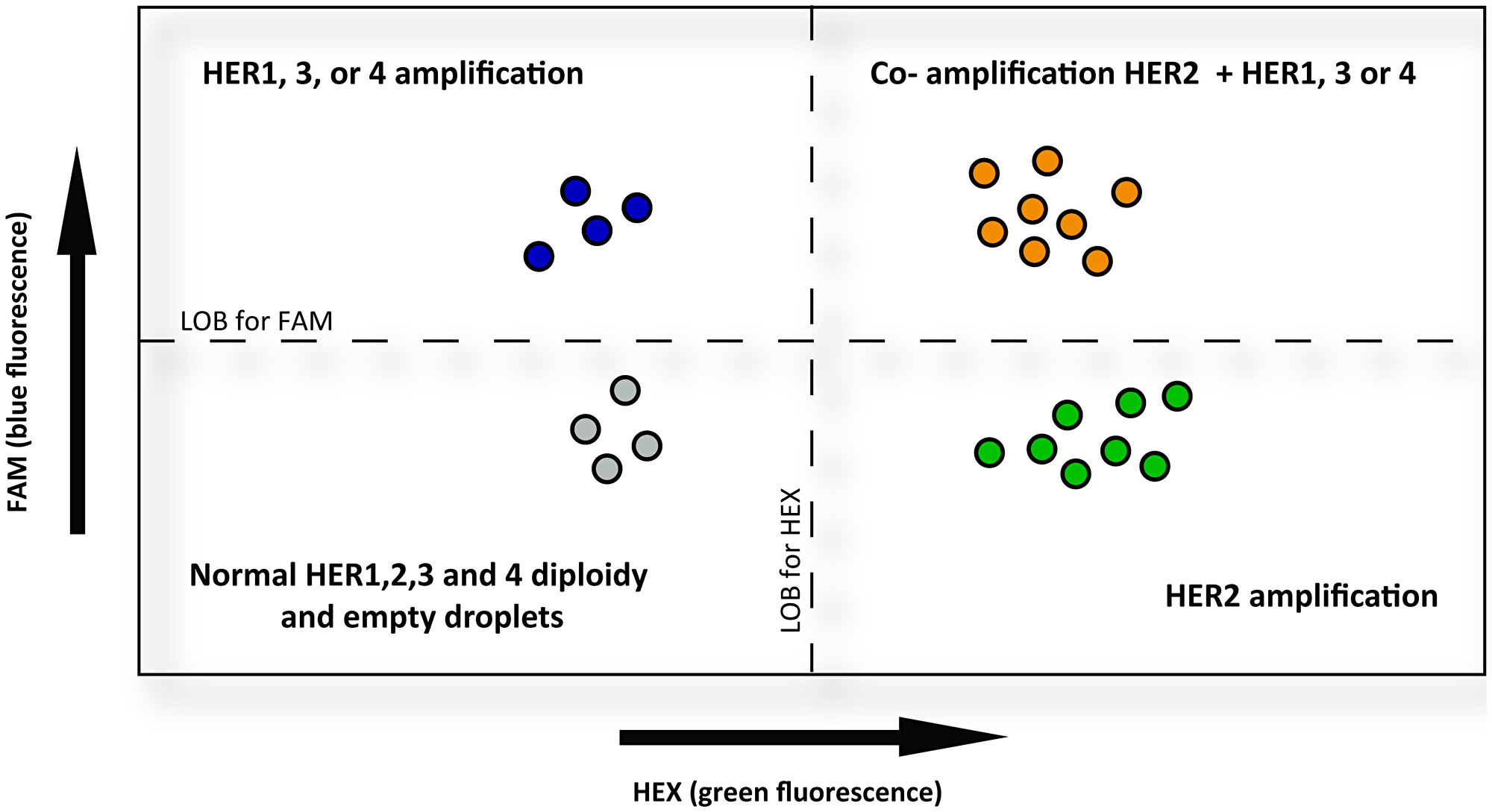 Schematic representation of HER2 co-amplification determined by MLPA-ddPCR