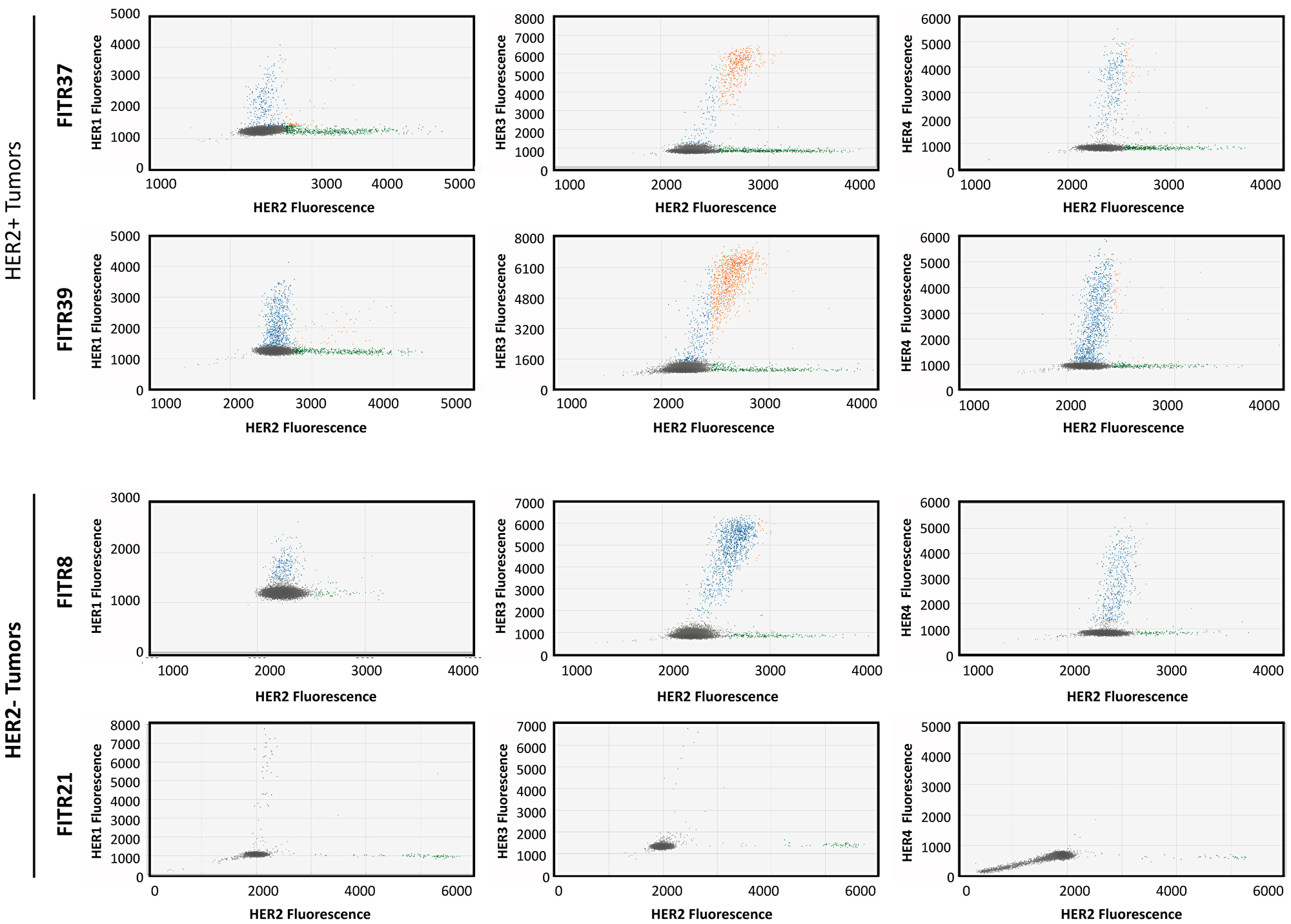 Co-amplification of HER2 with other family members determined by MLPA-ddPCR