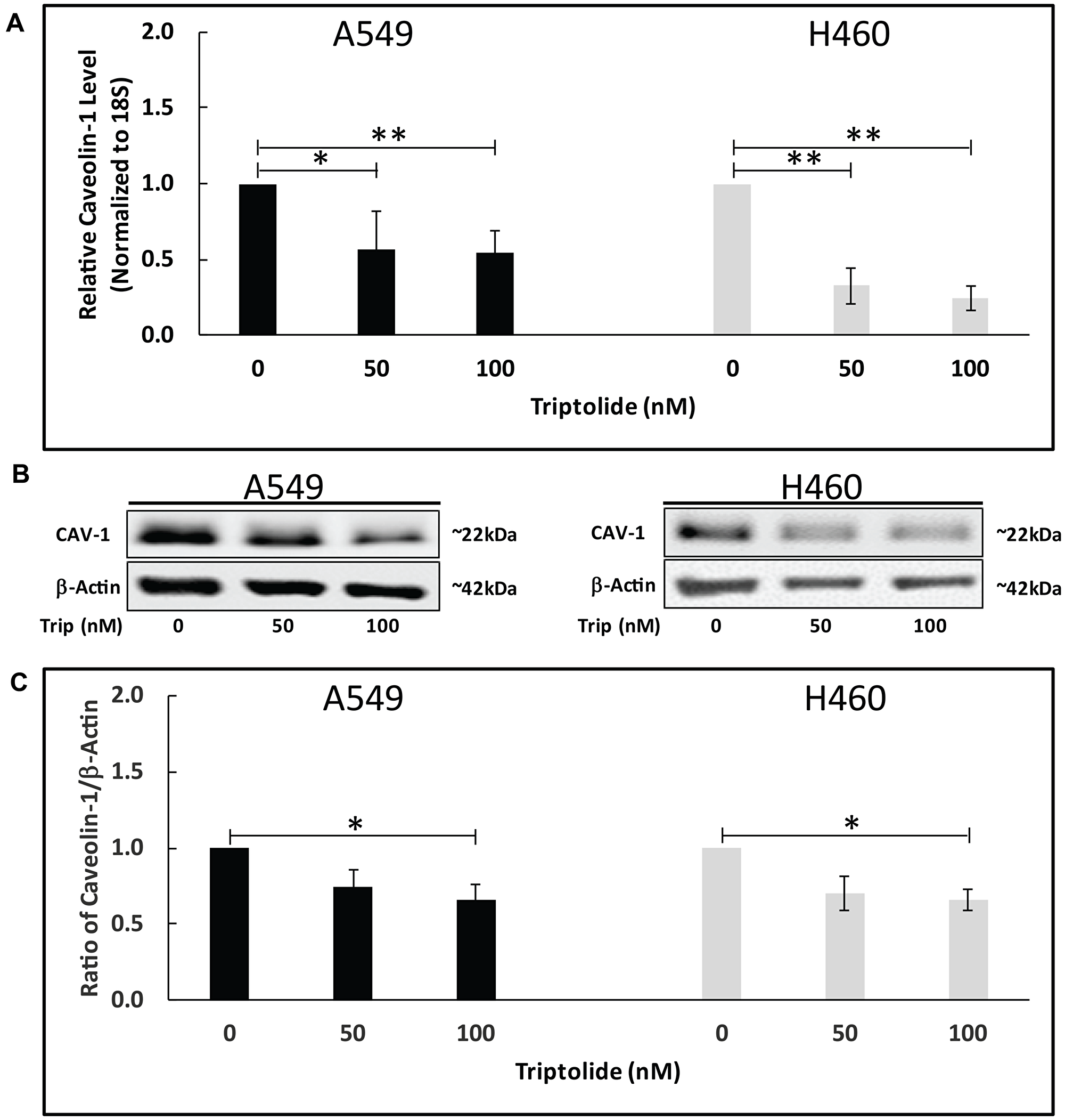TL downregulated Cav-1 mRNA/protein expression in NSCLC
