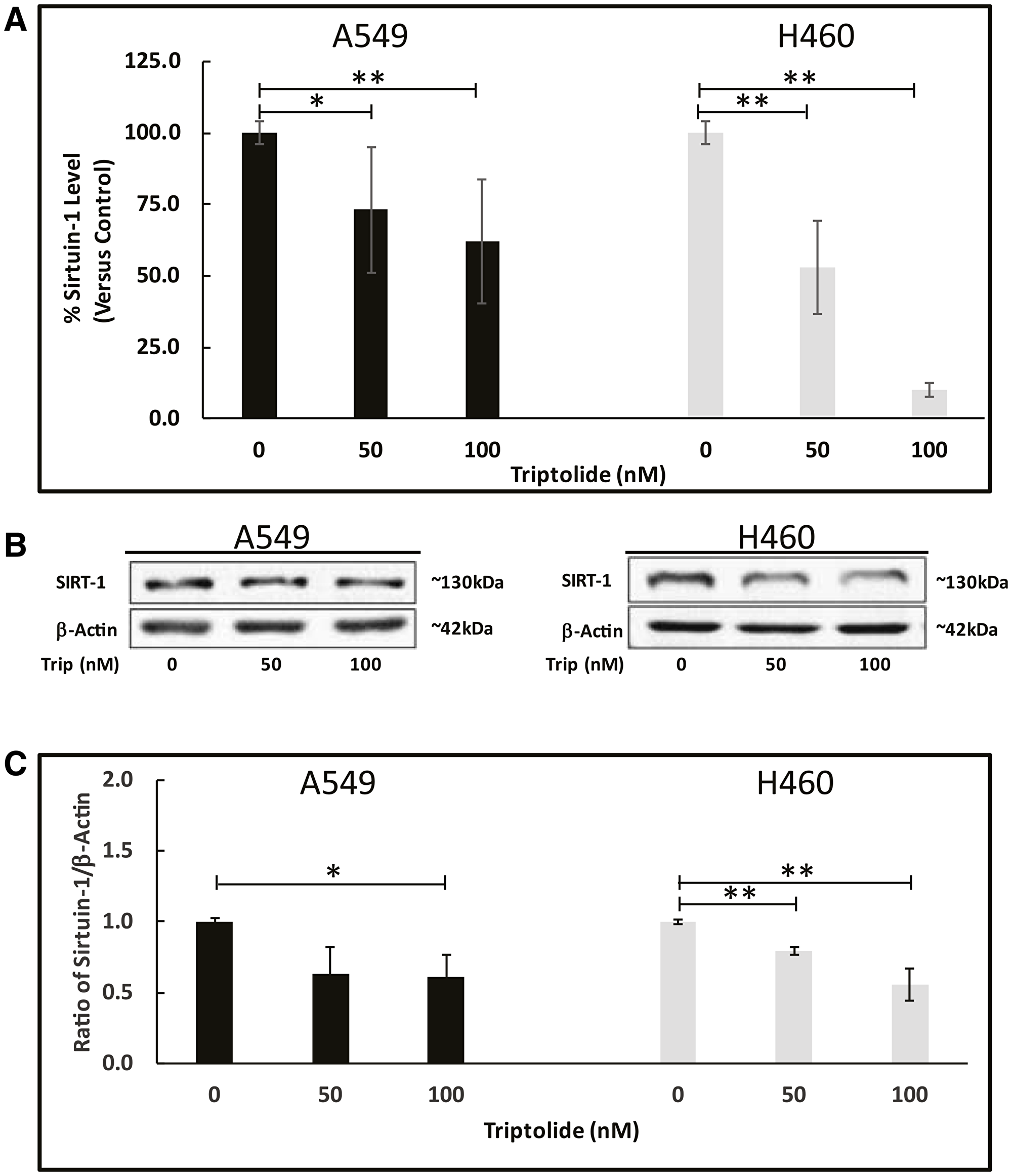 TL downregulated Sirt-1 mRNA/protein expression in NSCLC