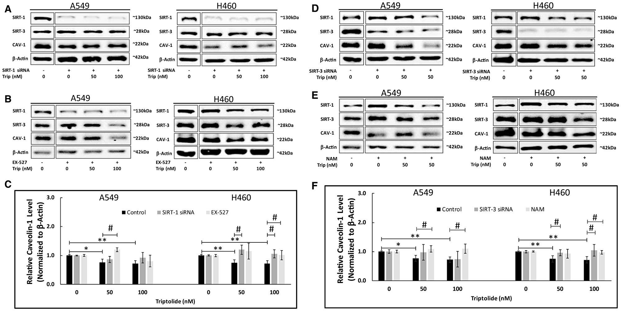 SIRT-1/-3 siRNA knockdown and EX-527/NAM treatment inhibited TL-induced downregulation of CAV-1 protein expression in NSCLC