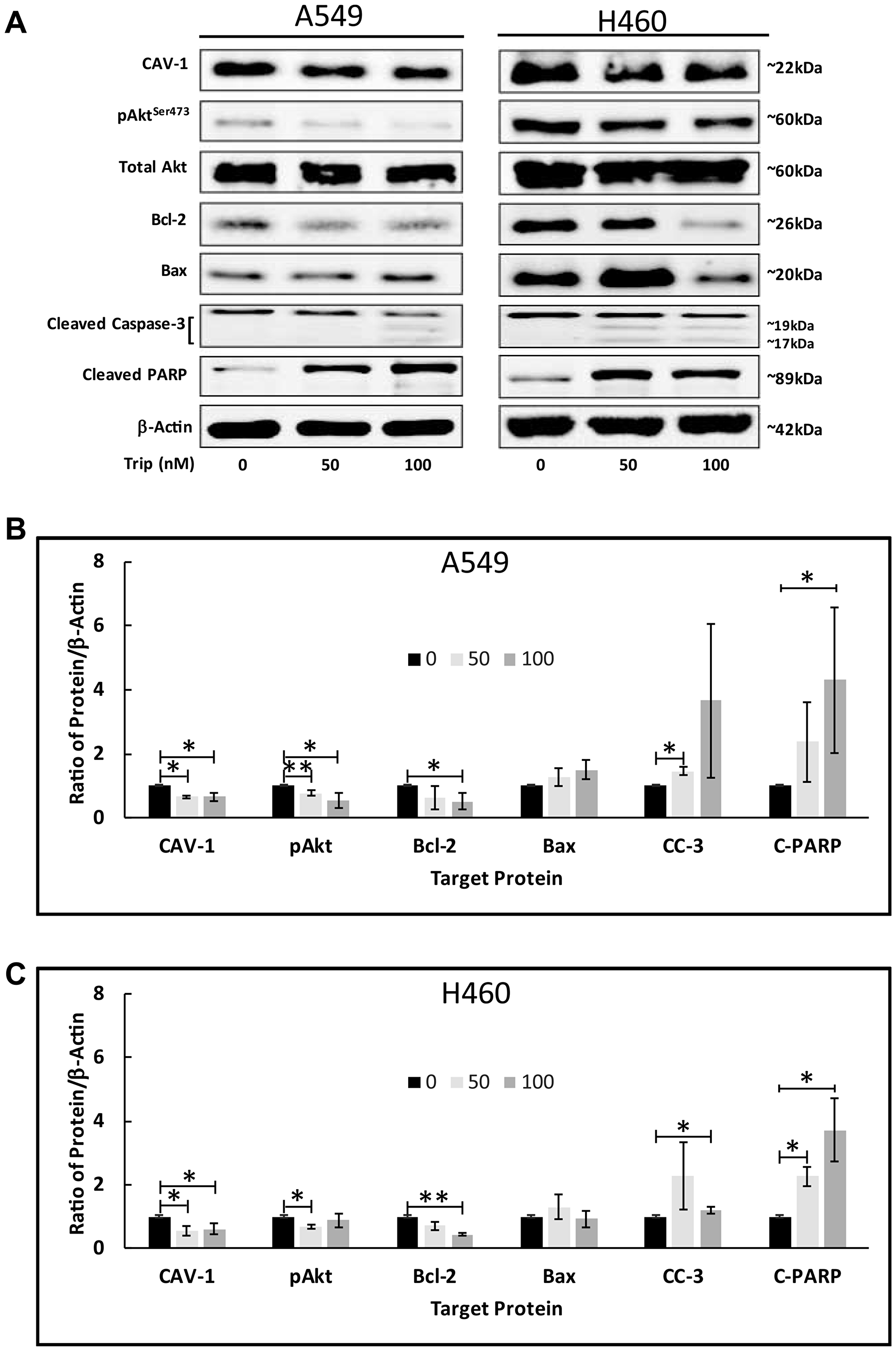 TL induced Akt activation in NSCLC