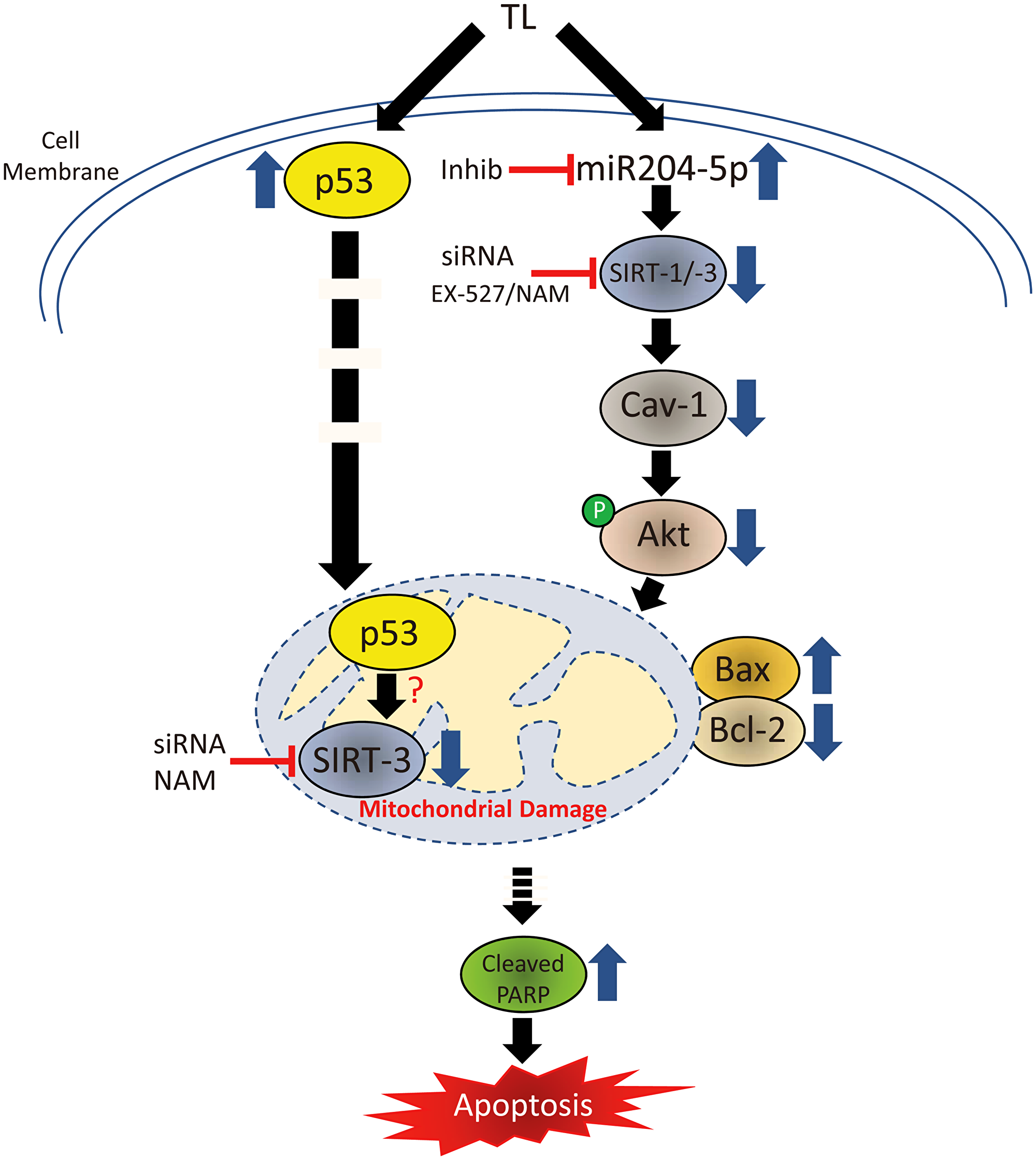 Signal transduction cascade mediating TL-induced apoptosis in NSCLC