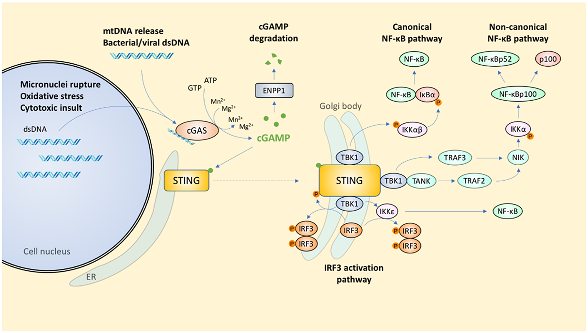 Signal transduction coordinated by the cGAS-STING pathway