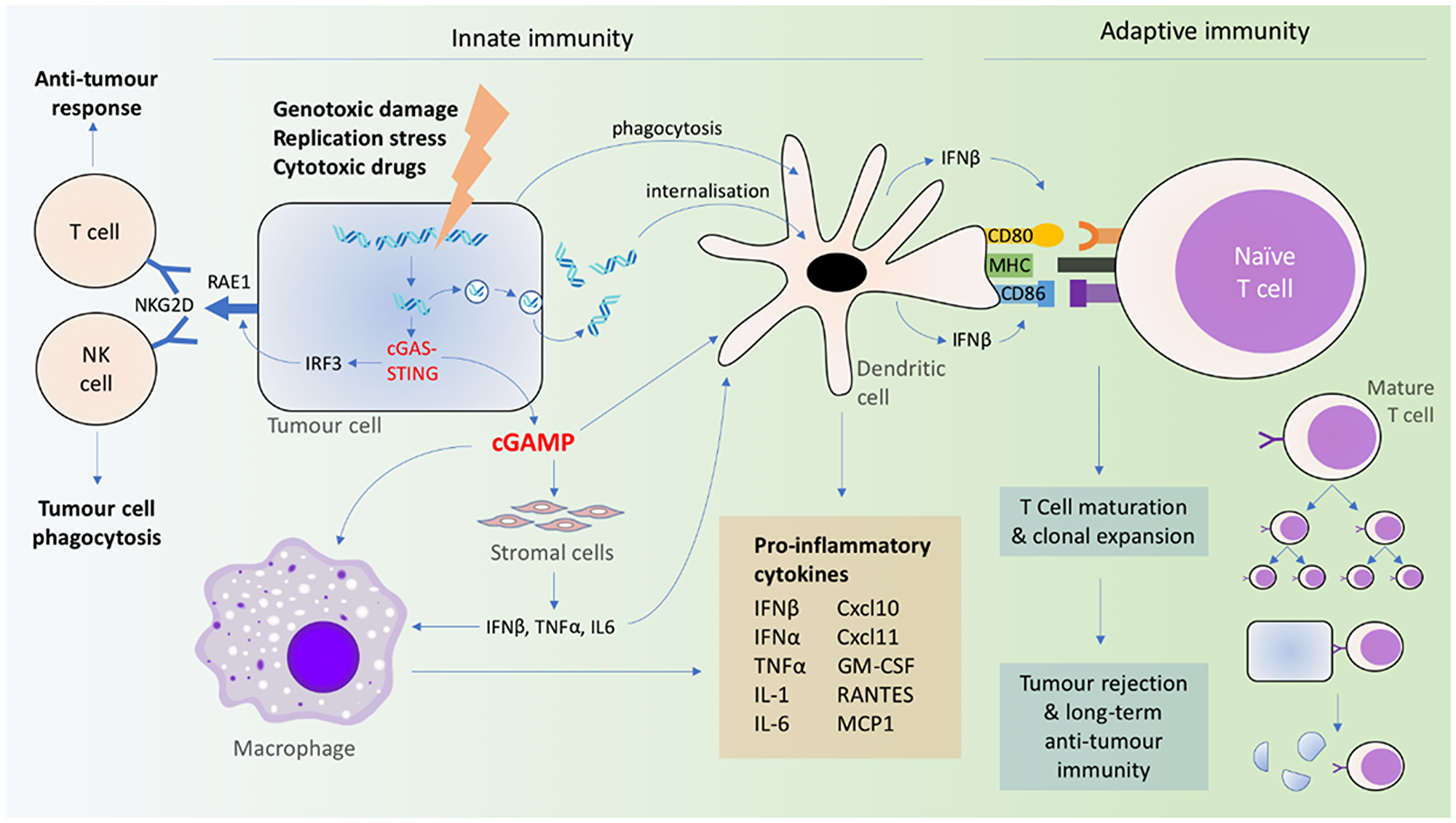 Coordination of innate and adaptive immune signaling resulting from cGAS-STING activation