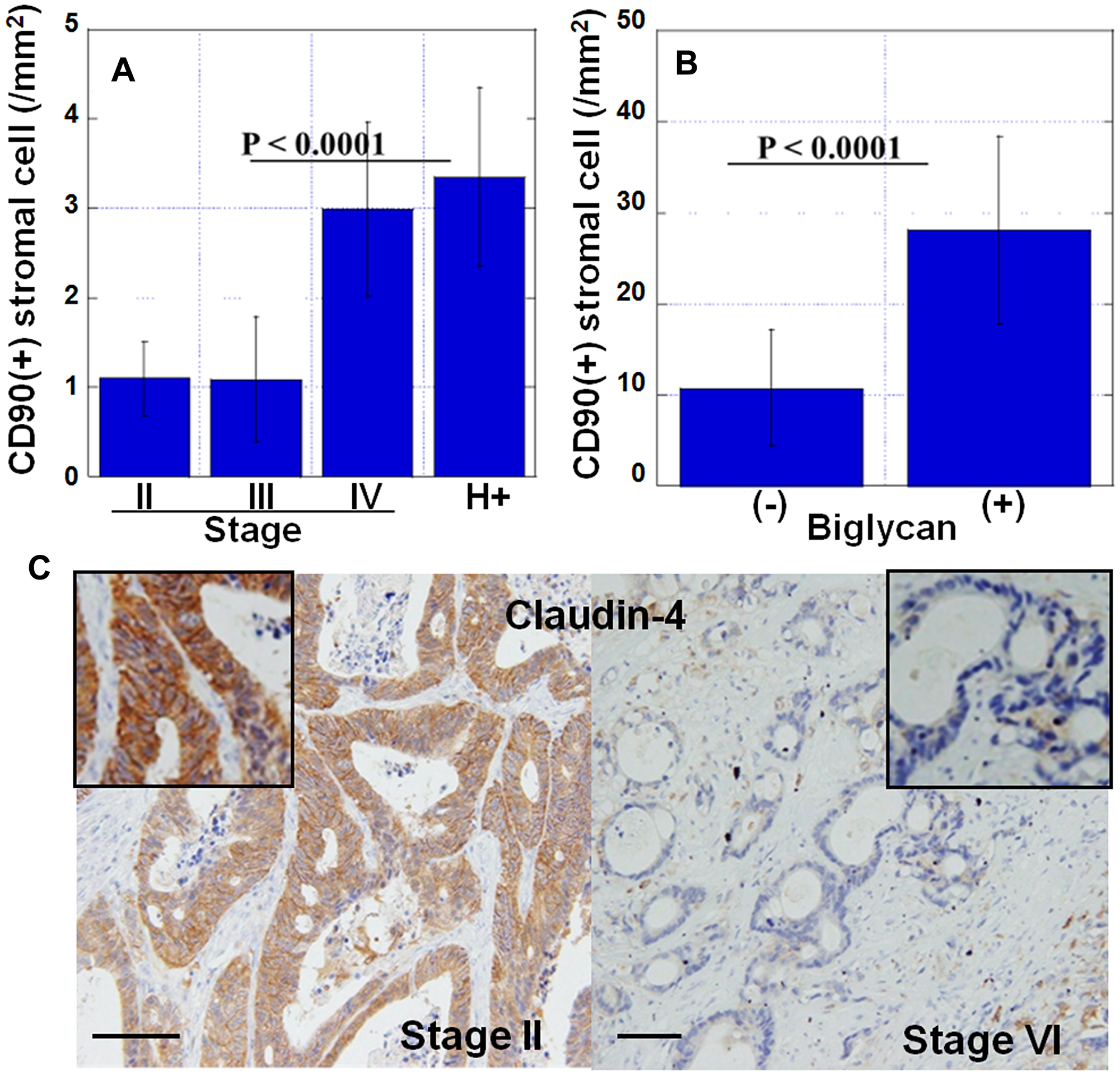 Features of myxomatous stroma