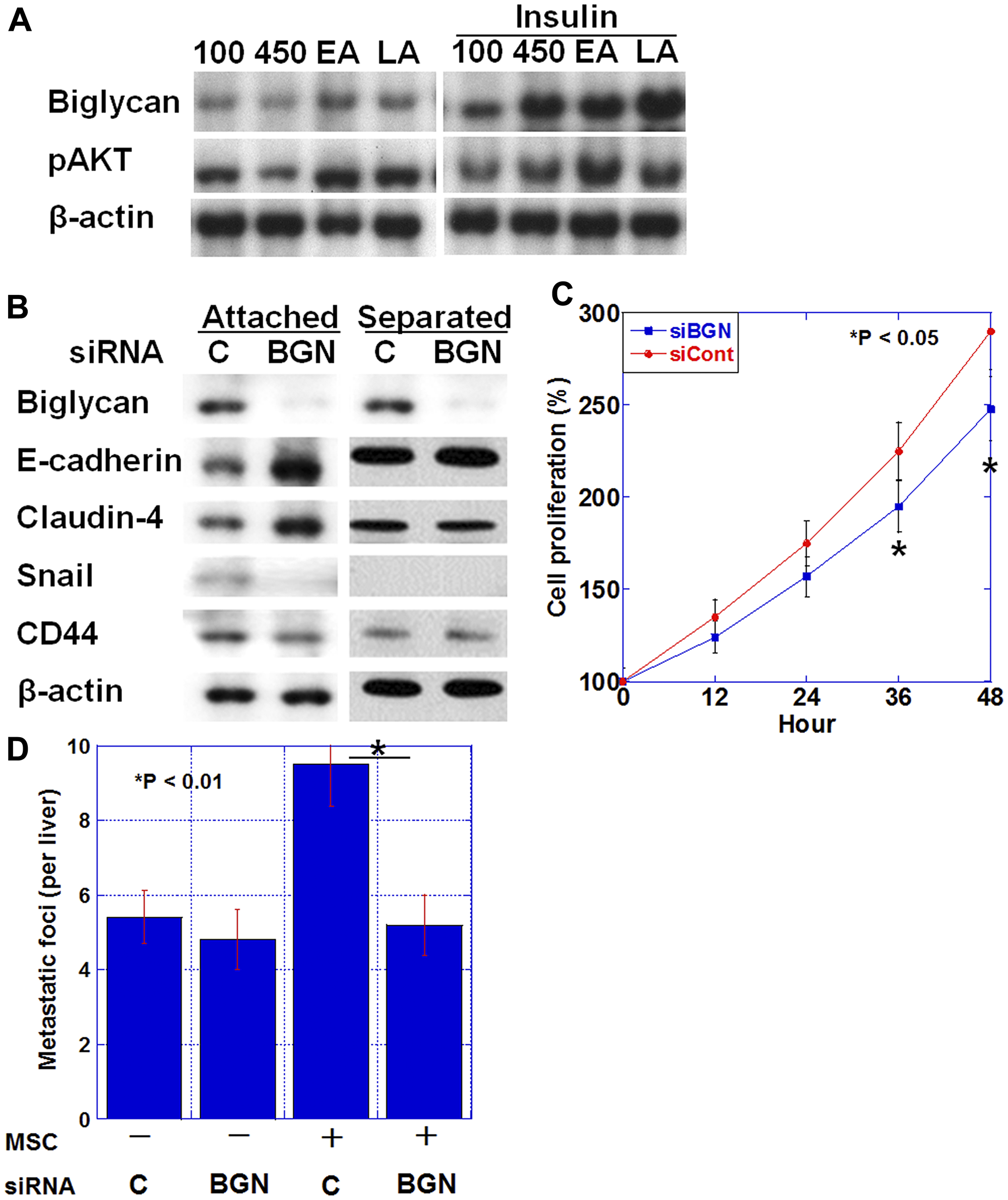 Biglycan expression and epithelial-mesenchymal transition (EMT)