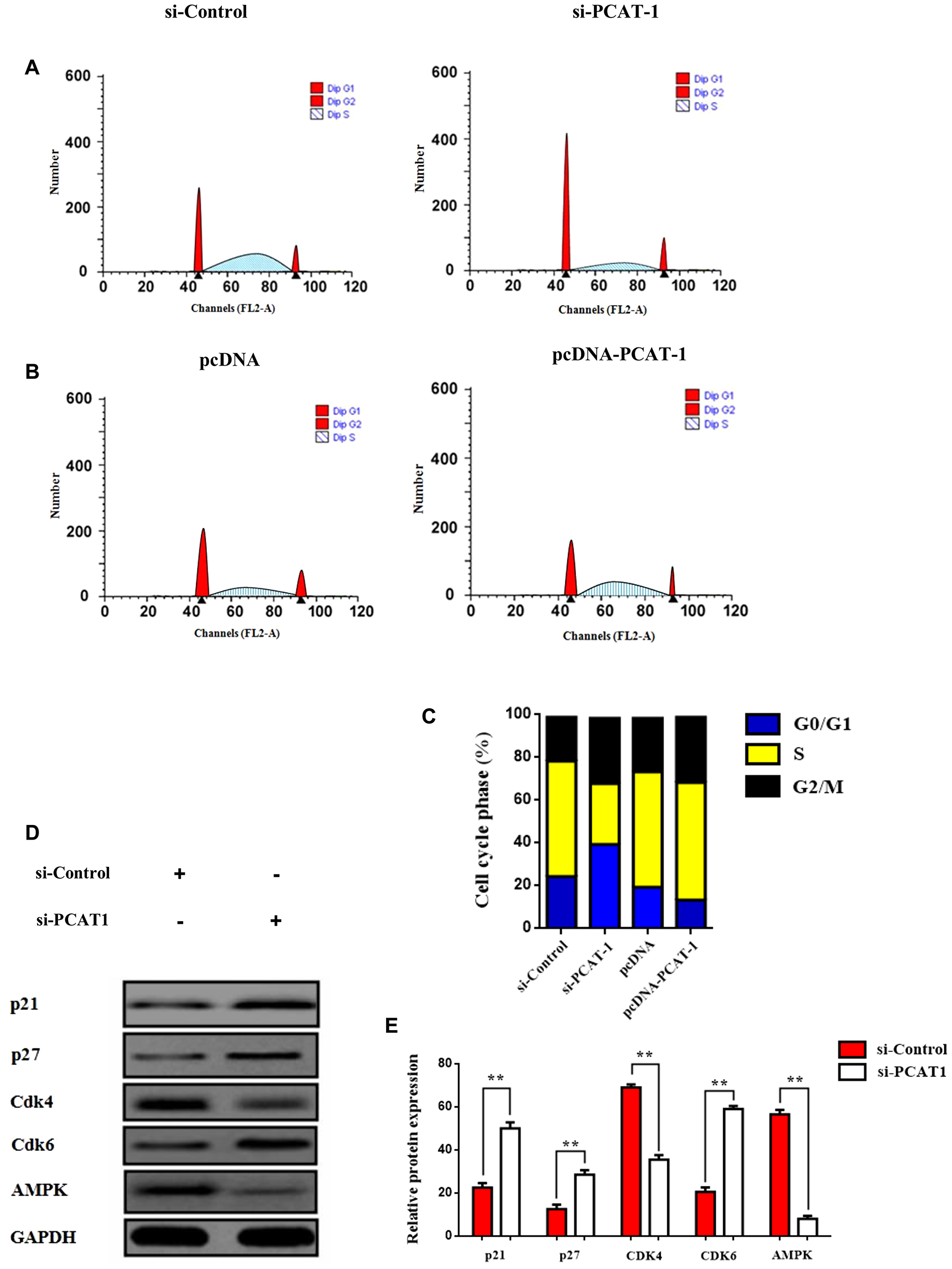 PCAT-1 negative regulates p27/CDK6 by inducing G0/G1 cell cycle arrest through AMPK amplification