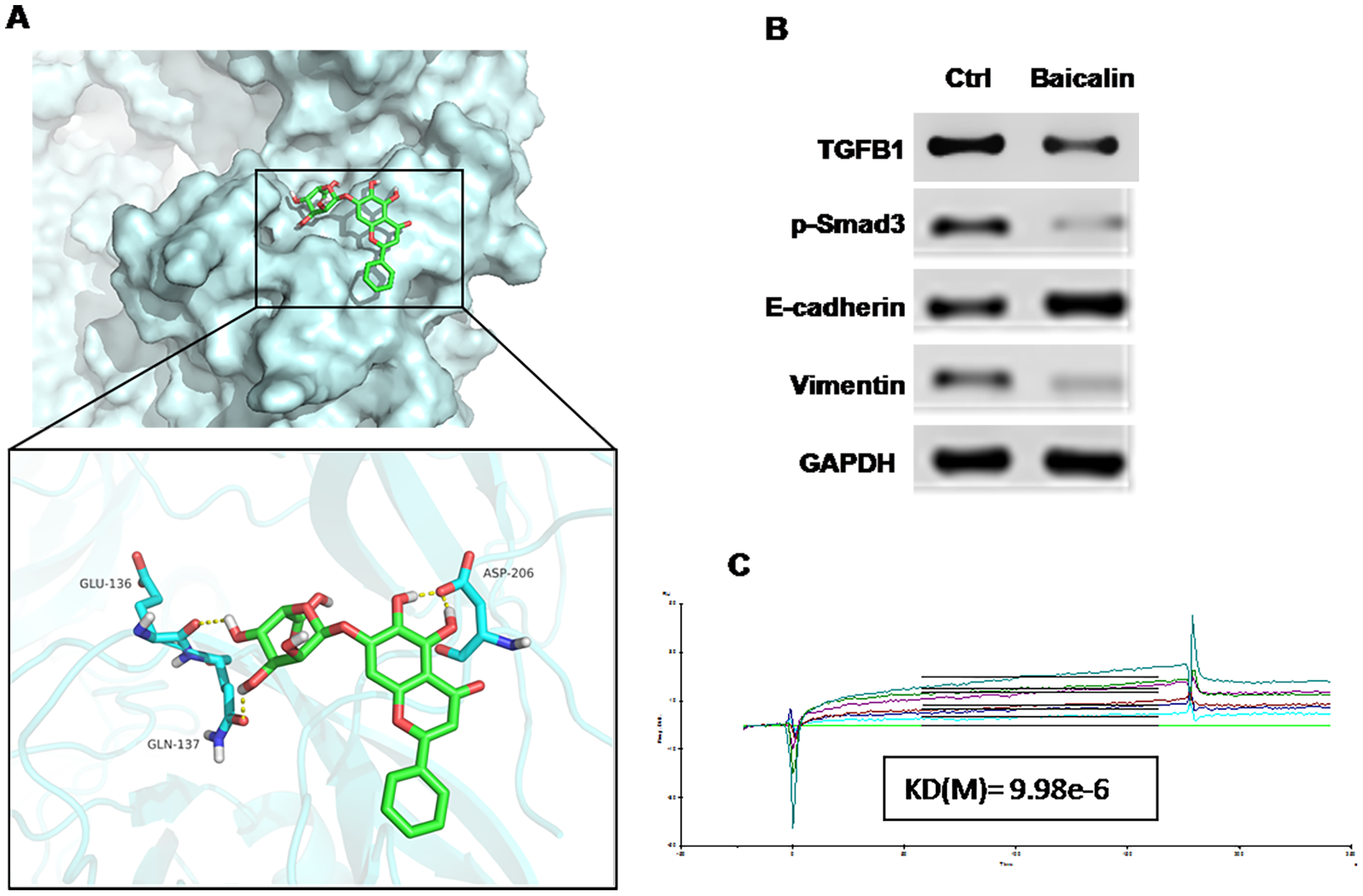 Baicalin suppressed EMT in breast cancer via targeting the TGF-β1/Snail1 pathway
