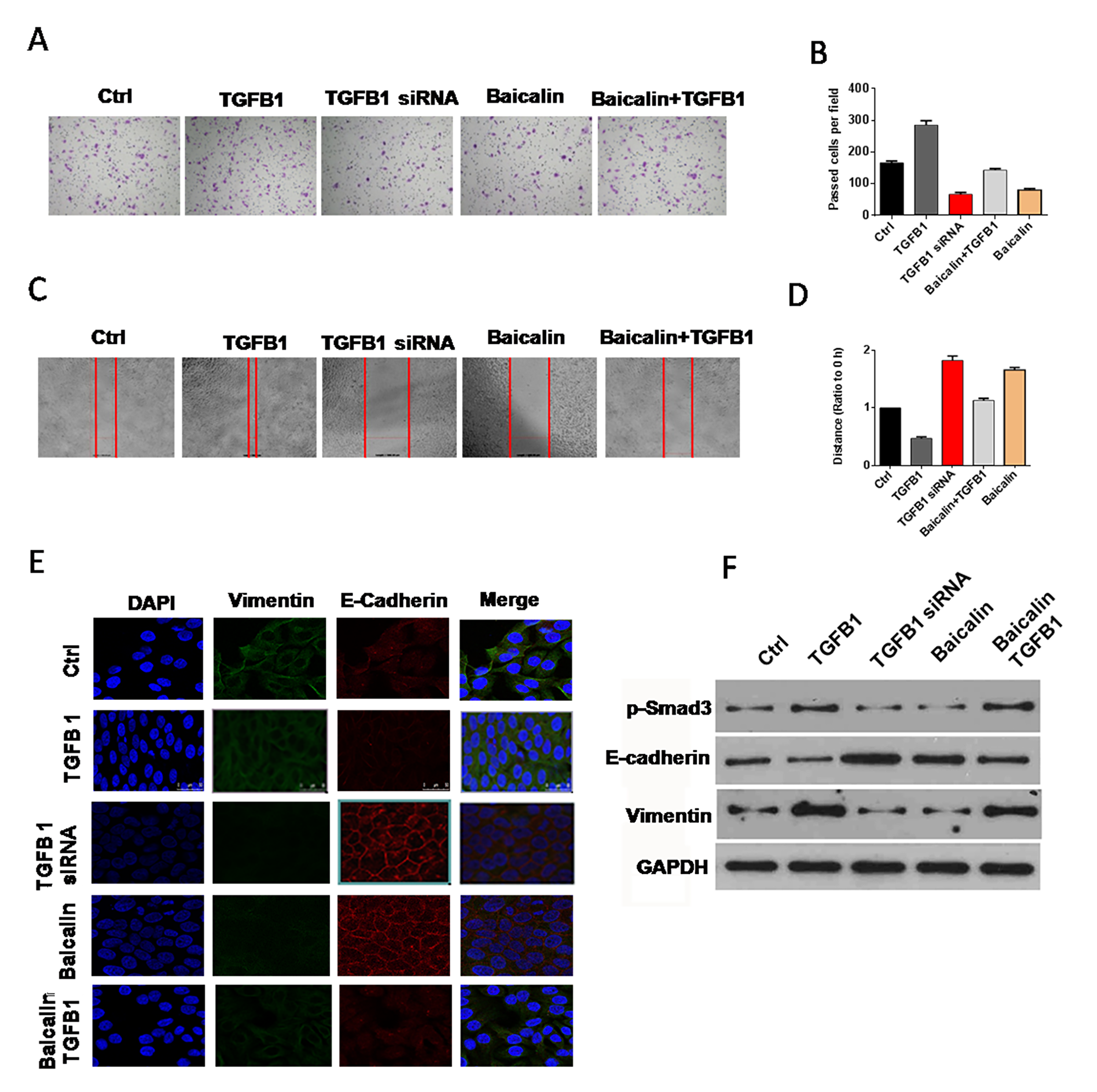 Baicalin counteracted the effect of TGF-β1 on EMT