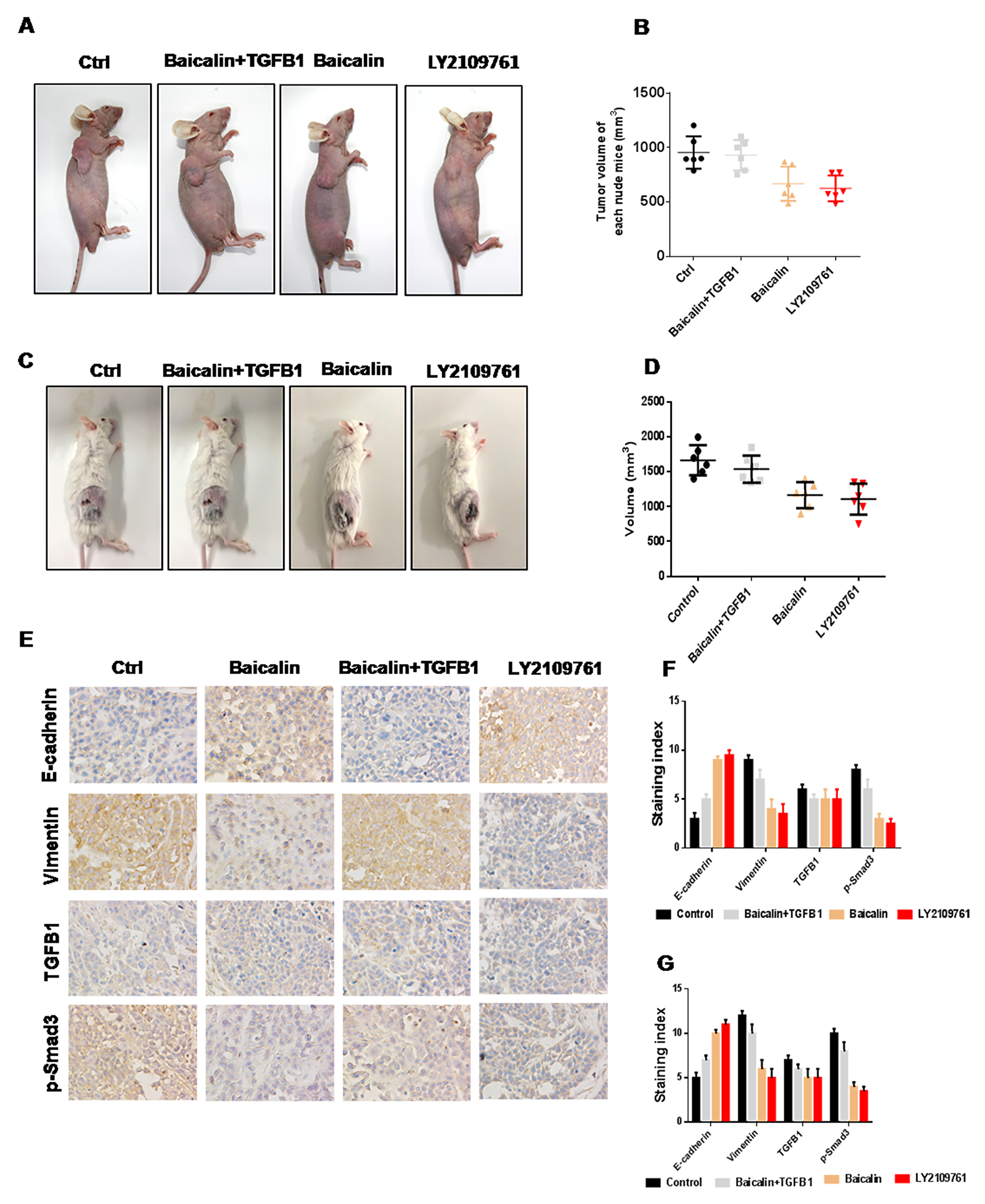 Baicalin suppressed the metastasis of breast cancer in vivo