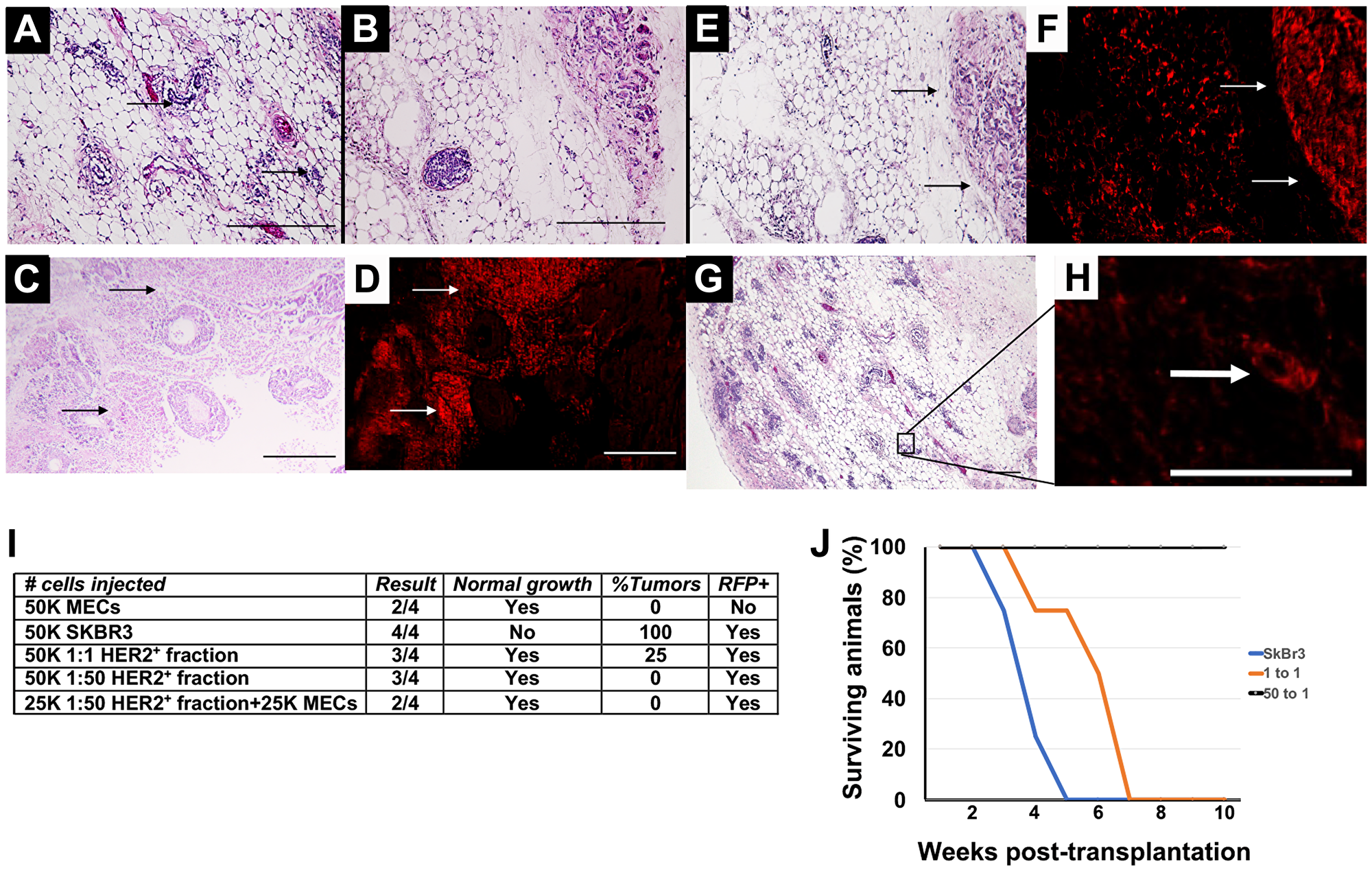 Transplantation results following in vitro redirection