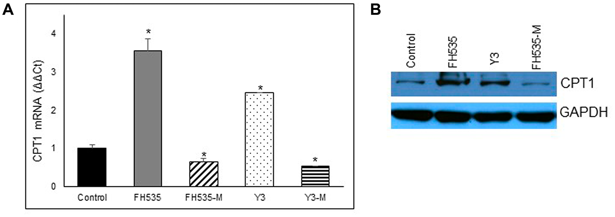 Effect of FH535 and derivatives on CPT1 expression
