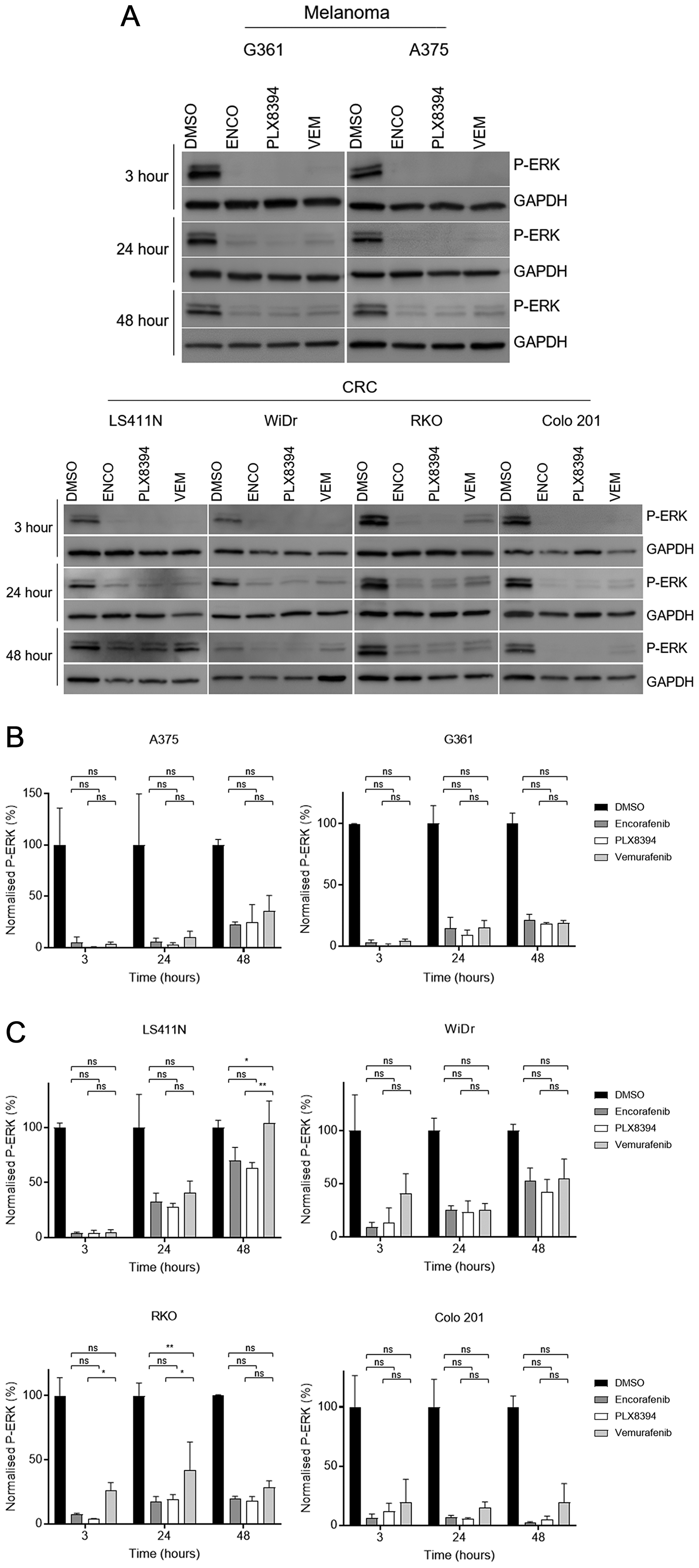 Assessment of MAPK pathway reactivation following BRAF monotherapy in BRAF-mutant cells