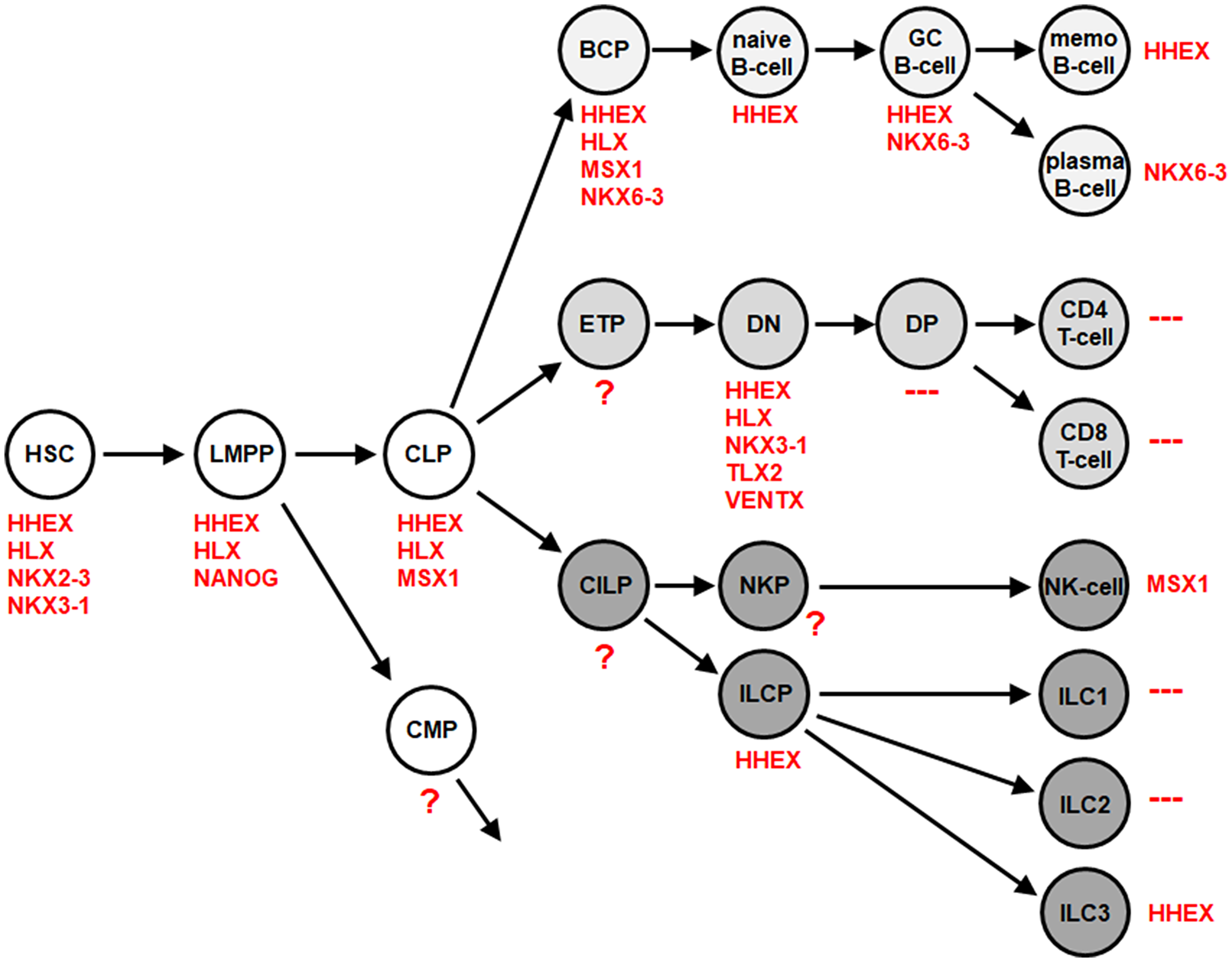 NKL-code for the lymphoid system
