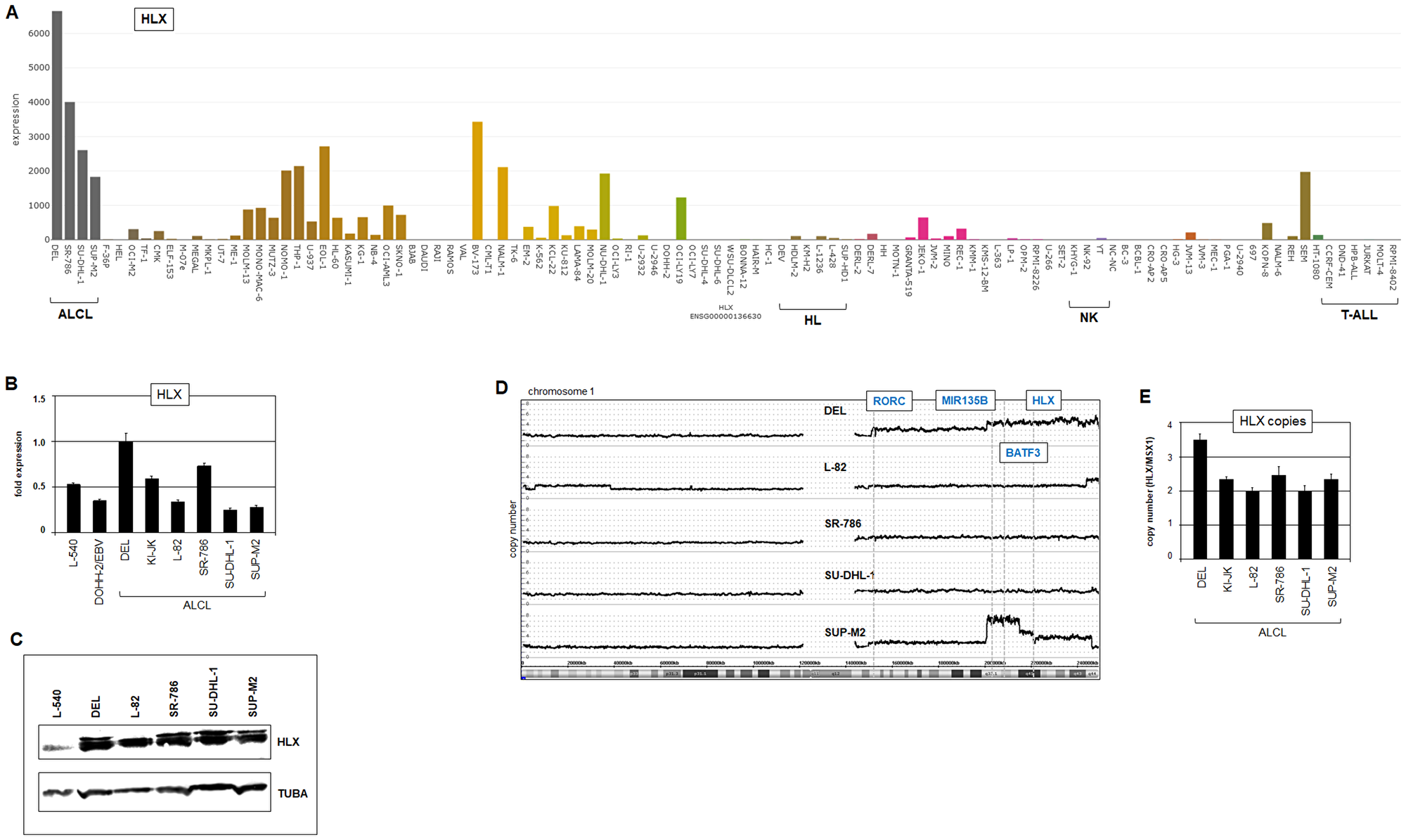Expression and genomic aberrations of HLX