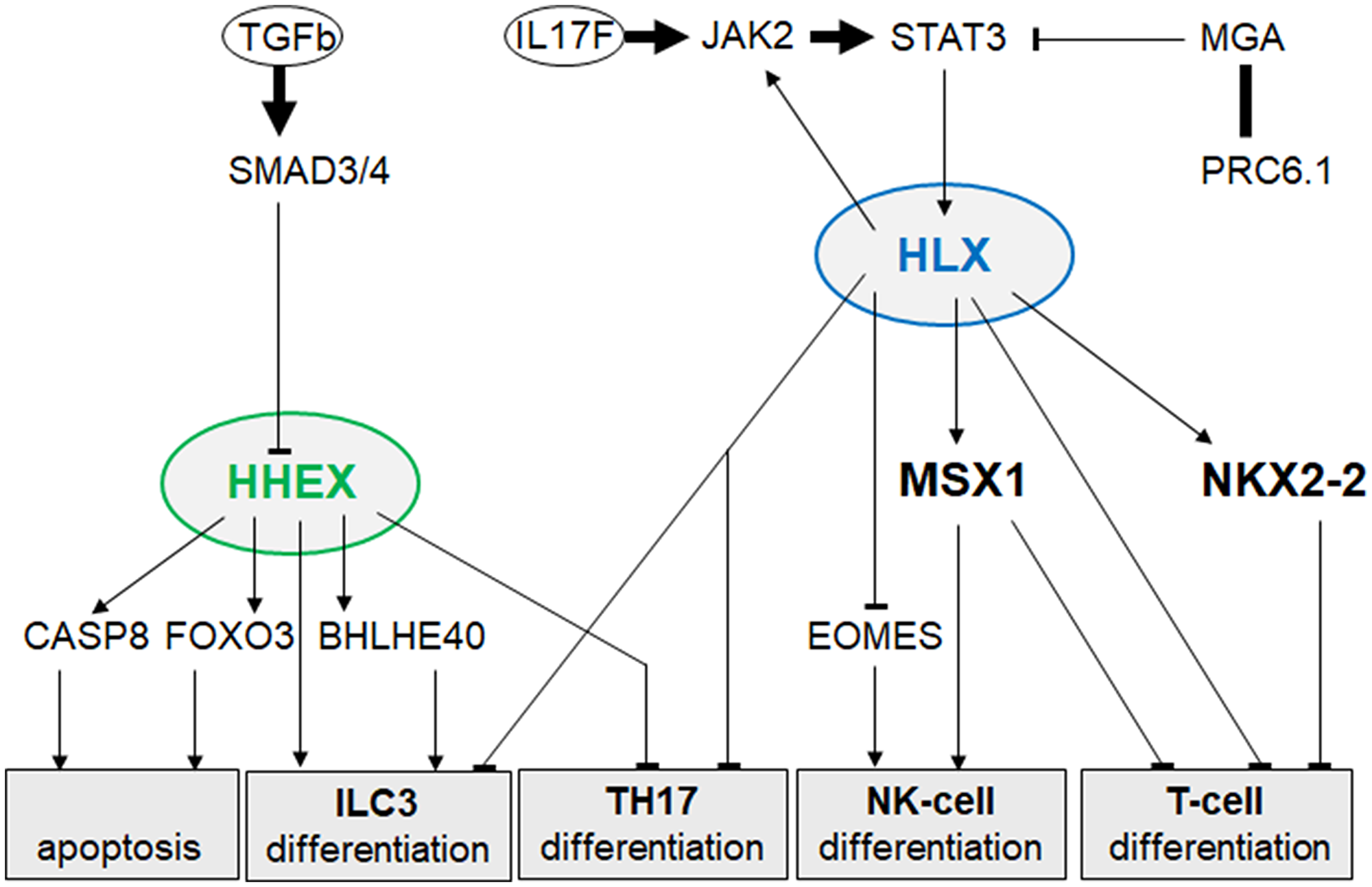 Gene regulatory network of HHEX and HLX in ALCL