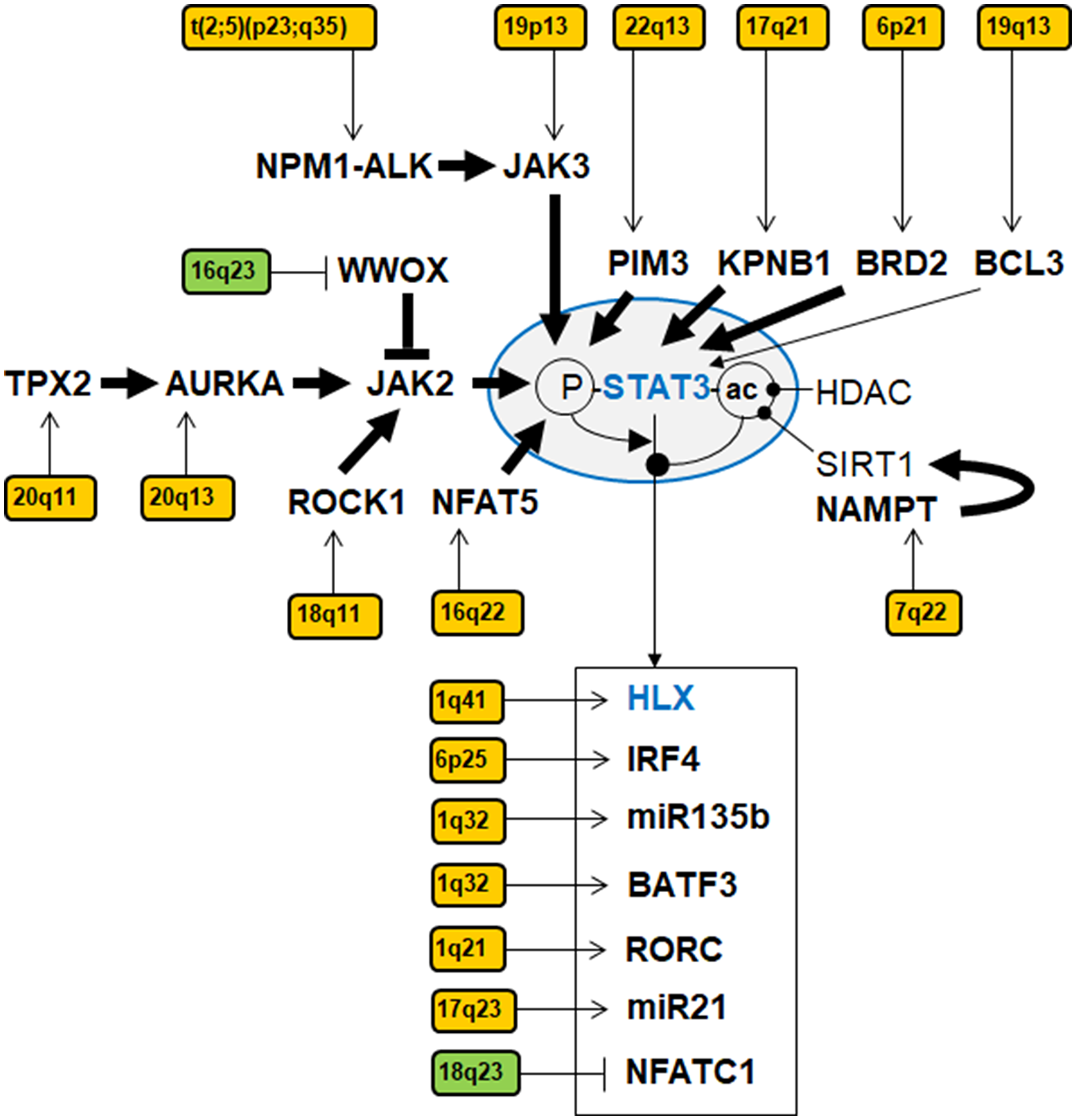 Gene regulatory network of STAT3 in ALCL