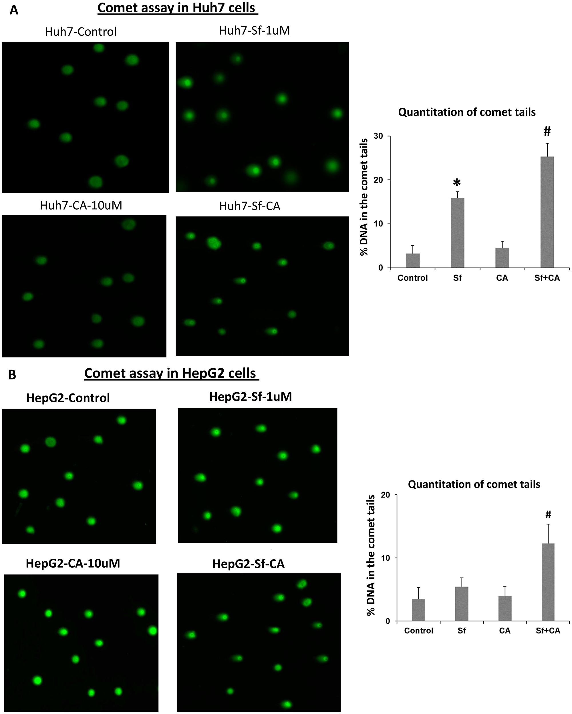 Comet assays of DNA damage in sorafenib and/or carnosic acid-treated HCC cells