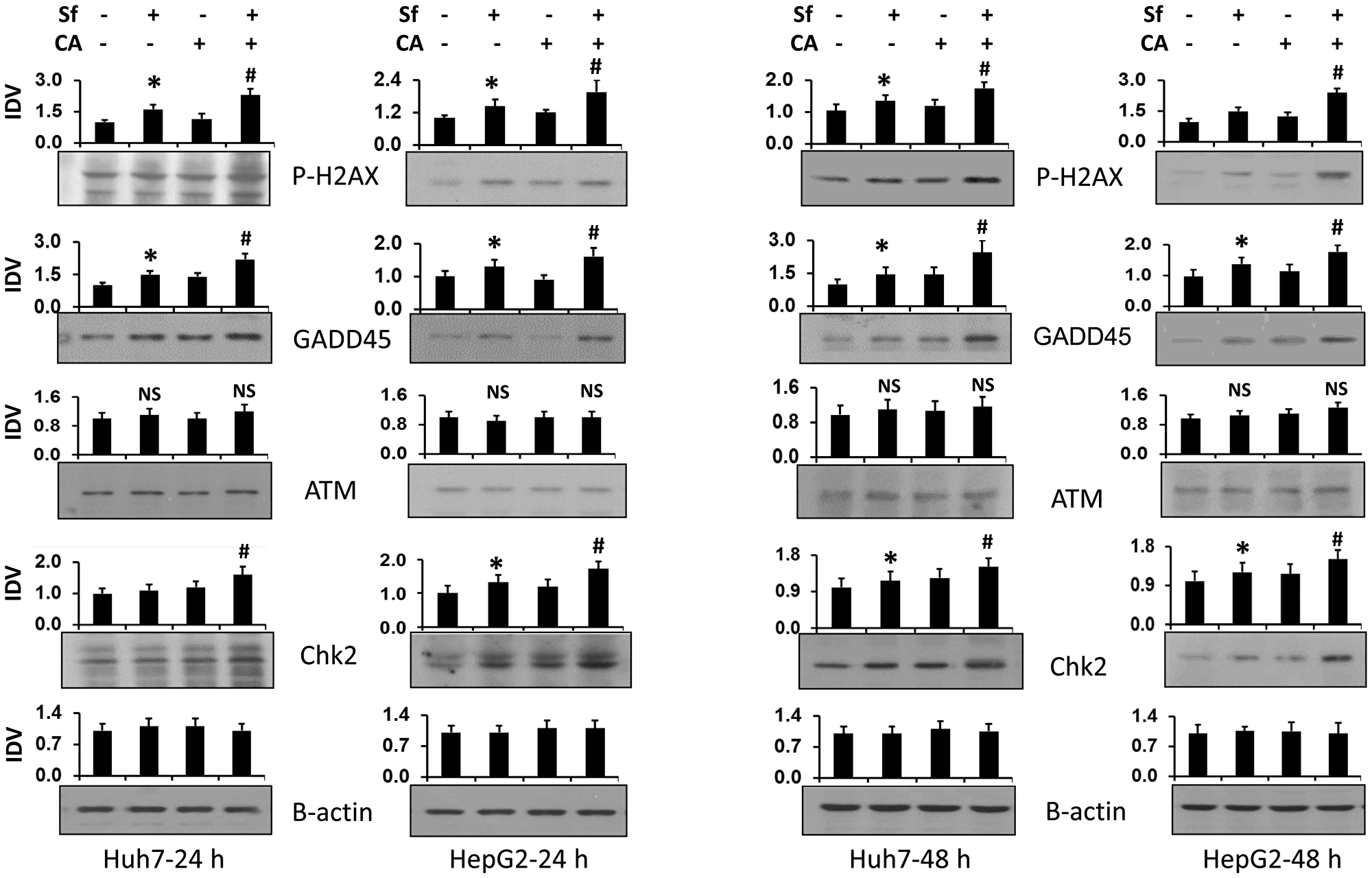 Combination of carnosic acid with sorafenib increases the expression of proteins related to DNA damage