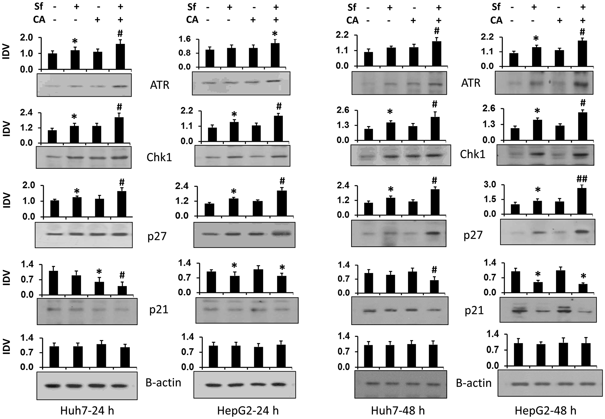Carnosic acid enhances the sorafenib-induced increase in the expression of proteins related to DNA damage and cell cycle arrest