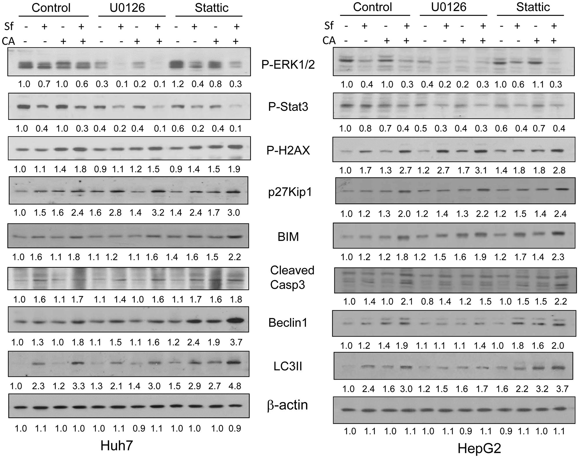 The effects of inhibition of ERK1/2 or STAT3 by pharmacological inhibitors on cell death and cell cycle related proteins