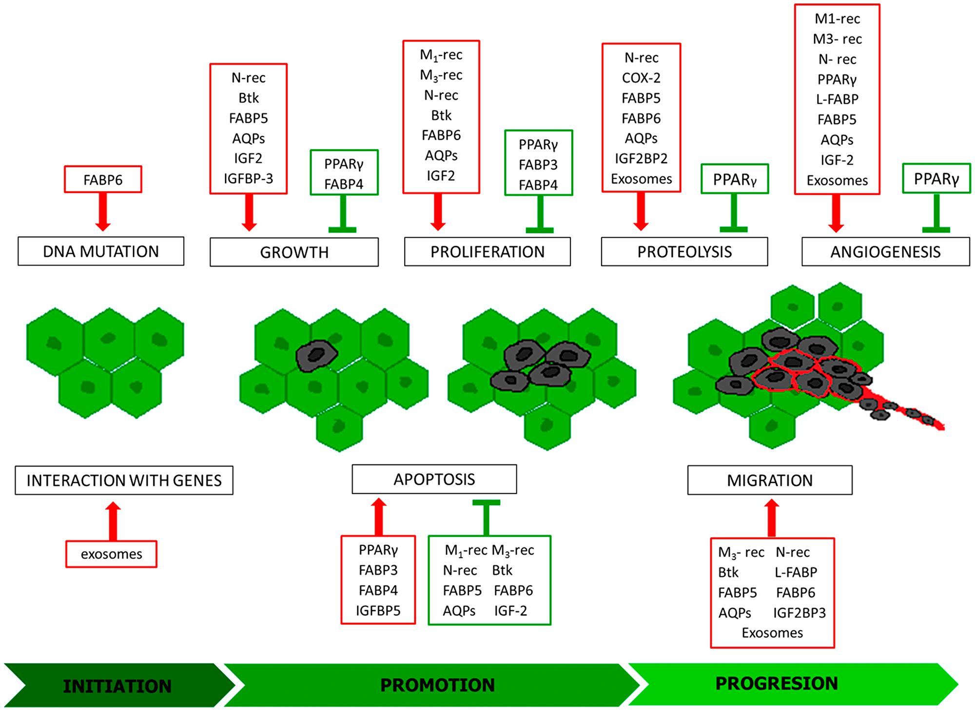 Modulators of individual stages of carcinogenesis