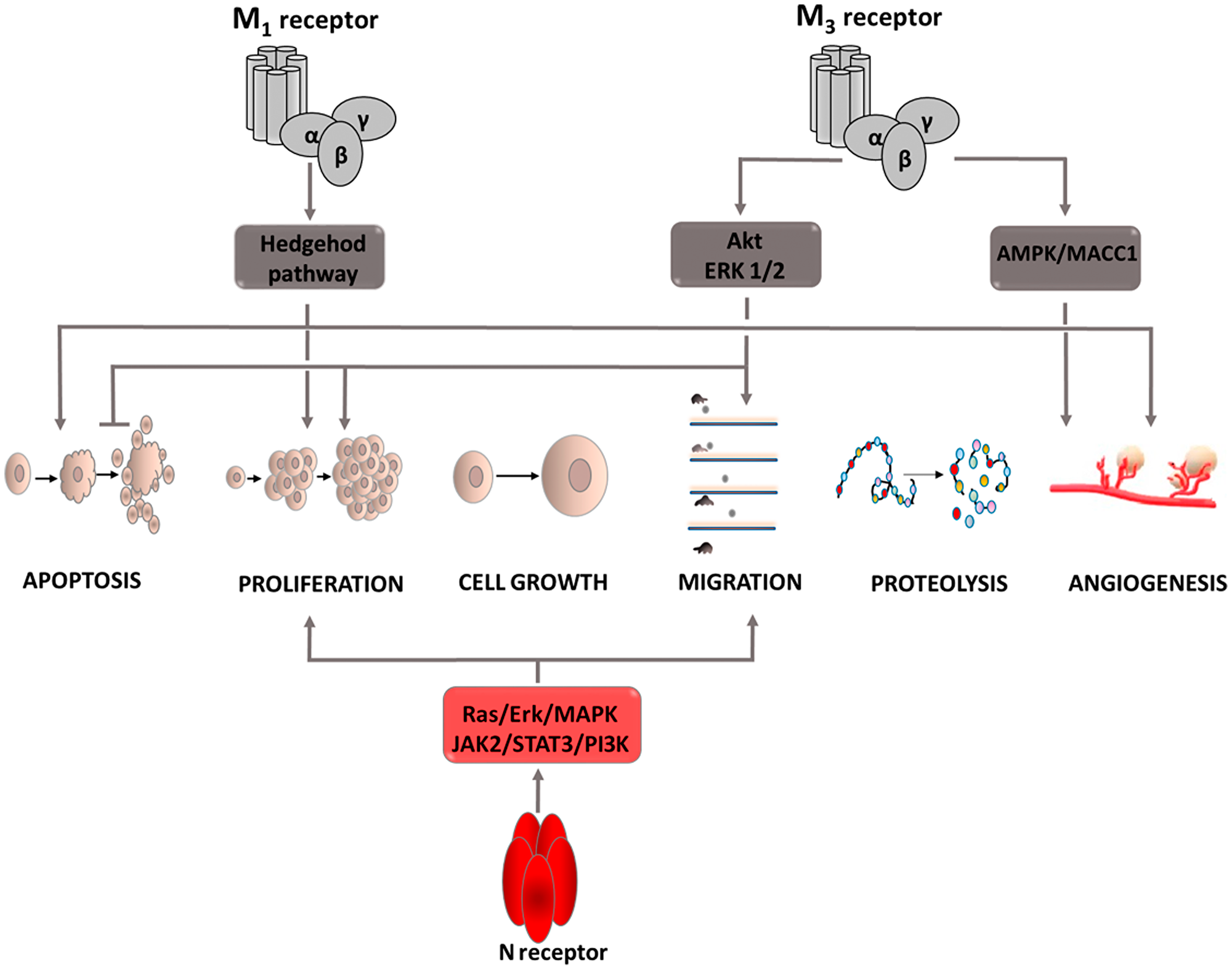 Carcinogenic effect of acetylcholine (Ach)