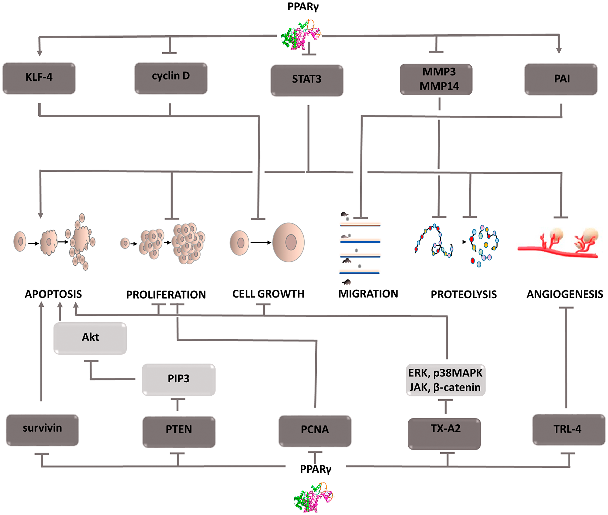 Carcinogenic effect of peroxisome proliferator-activated receptors (PPAR-γ)