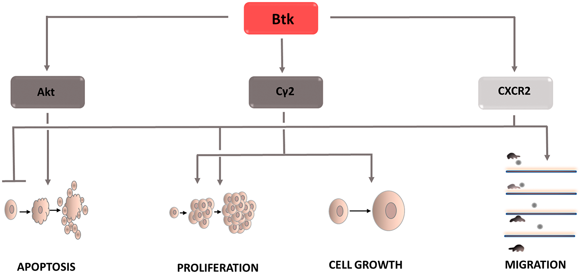 Carcinogenic effect of Bruton’s tyrosine kinase (Btk)