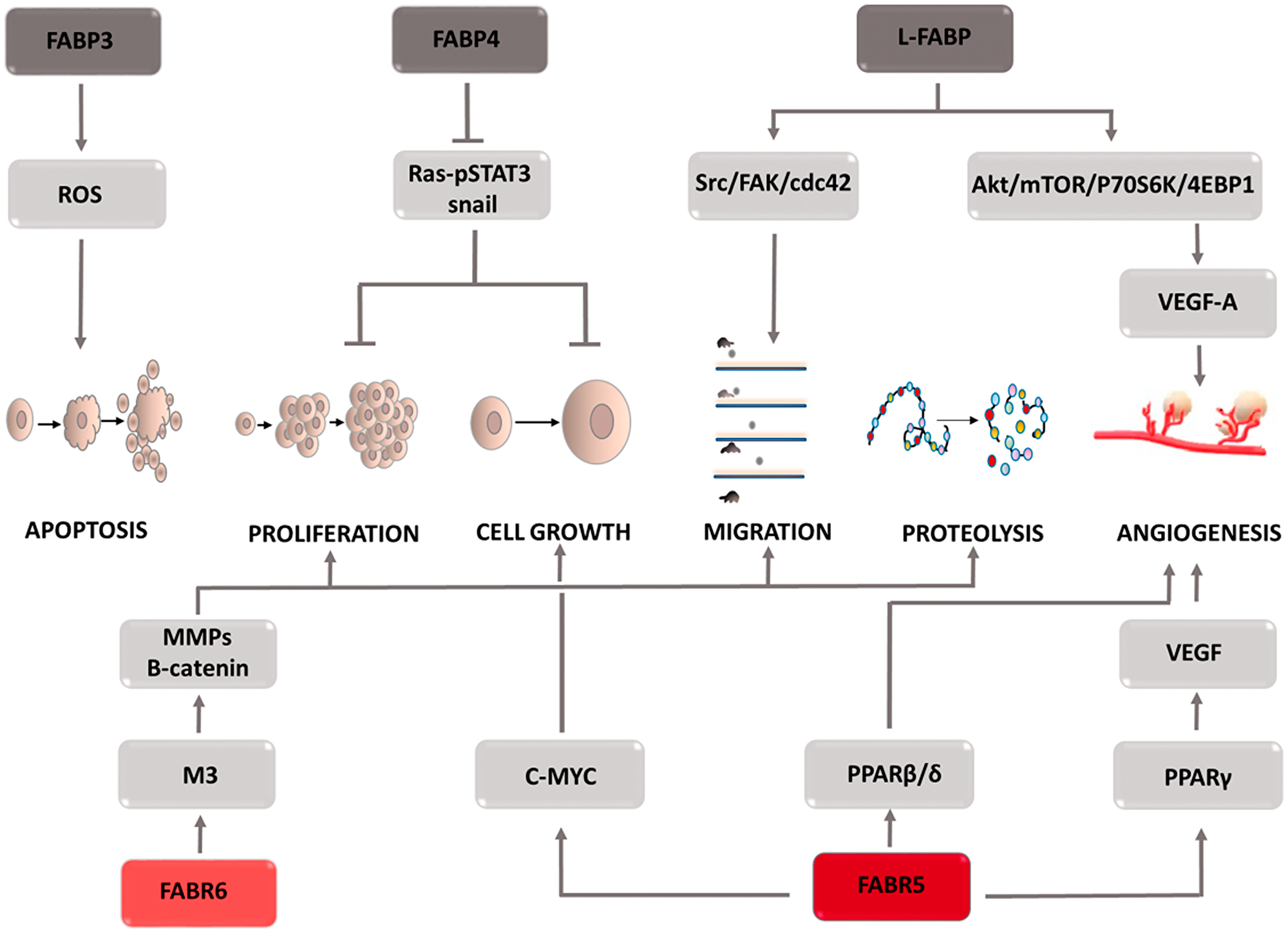 Carcinogenic effect of fatty acid binding proteins (FABPs)