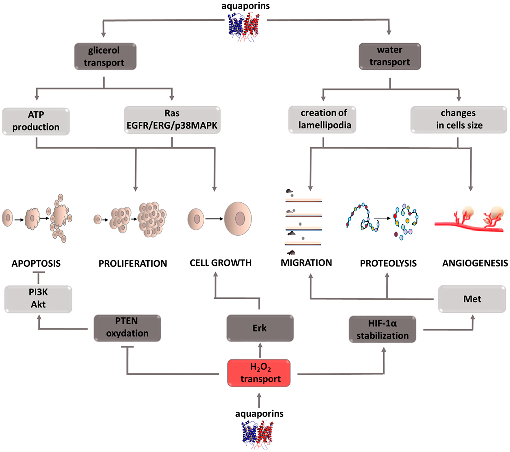 Carcinogenic effect of peroxisome aquaporins (AQPs)