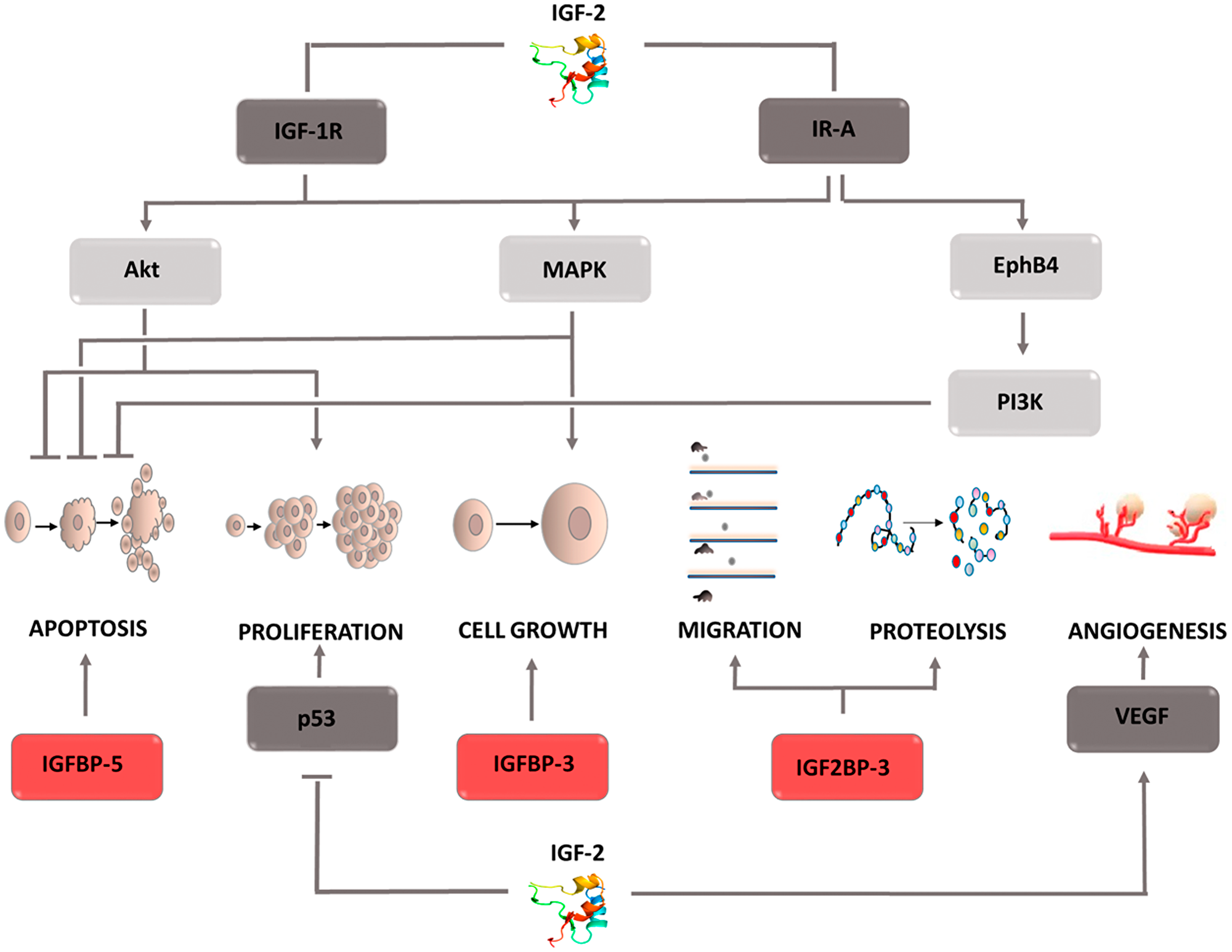 Carcinogenic effect of insulin like factor- 2 (IGF-2)