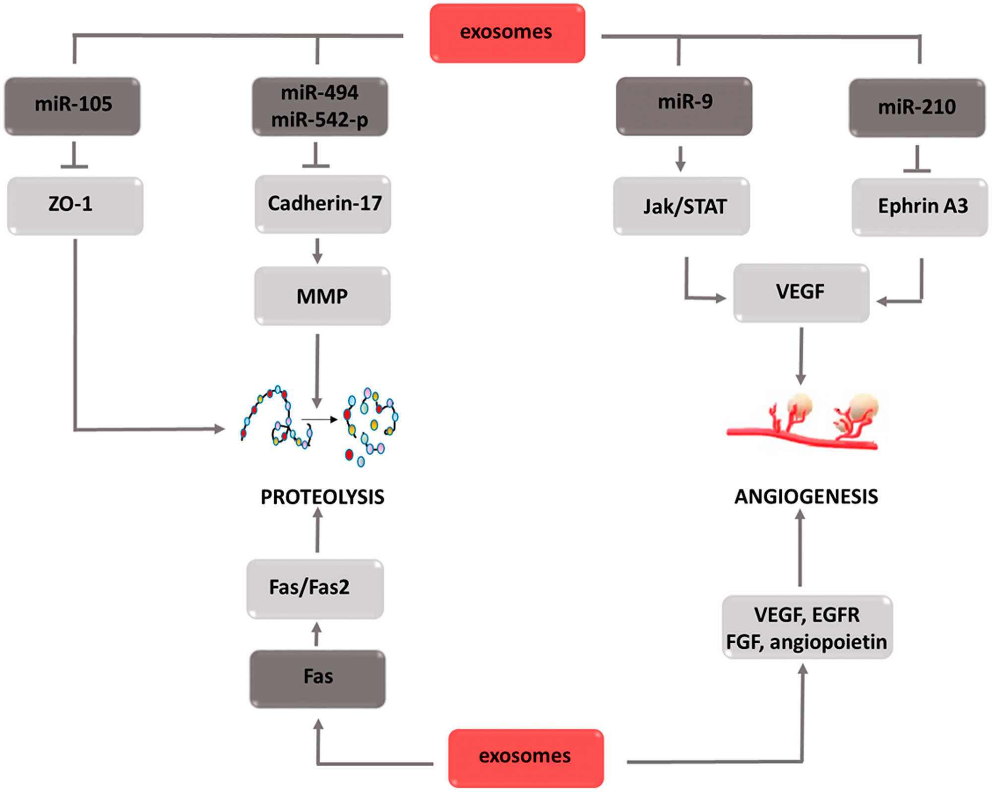 Carcinogenic effect of exosomes