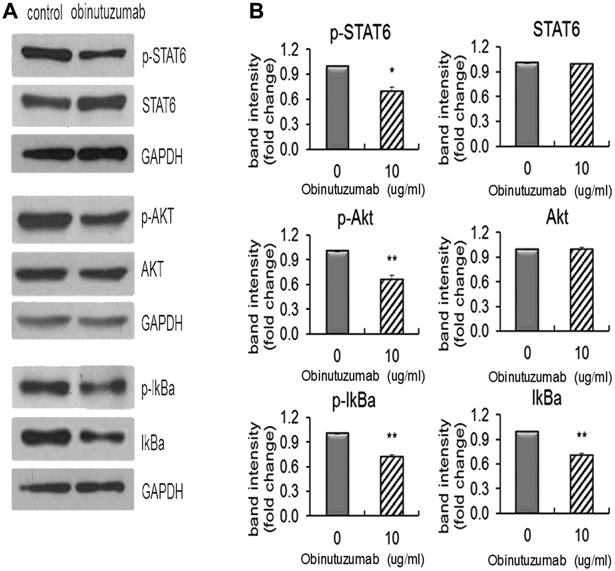 Obinutuzumab effect on the STAT6 and NFkB/PI3K pathways in PMBL cells