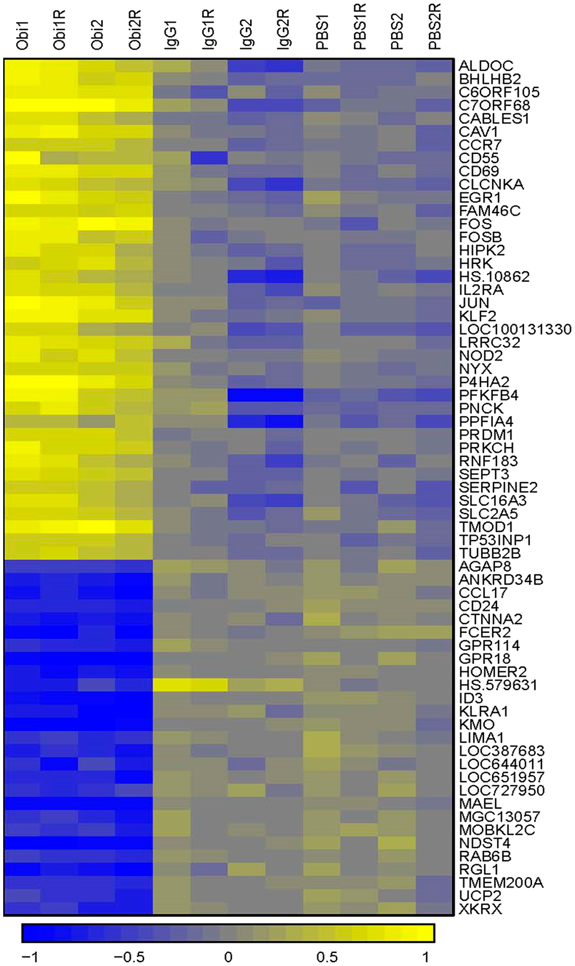 Hierarchical clustering comparing gene expression patterns between obinutuzumab and human IgG or PBS treated cells
