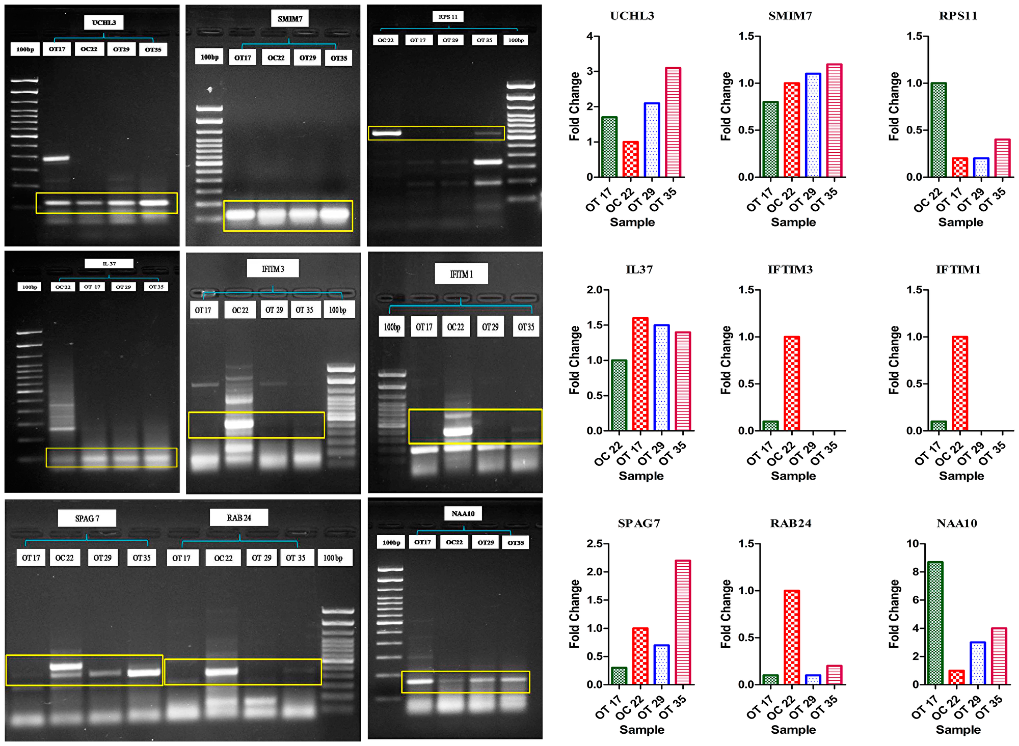PCR-based validation of RAB24 (missing exon in OT), SPAG7 (fused exon in OT), UCHL3 (inserted exons in OT), IL37 (inserted exons in OT), NAA10 (inserted exons in OT) transcript isoforms.