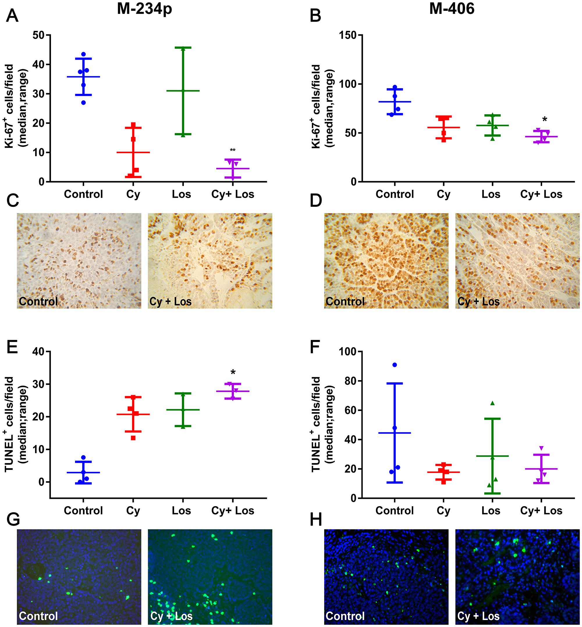 Ki67 expression and apoptosis quantification