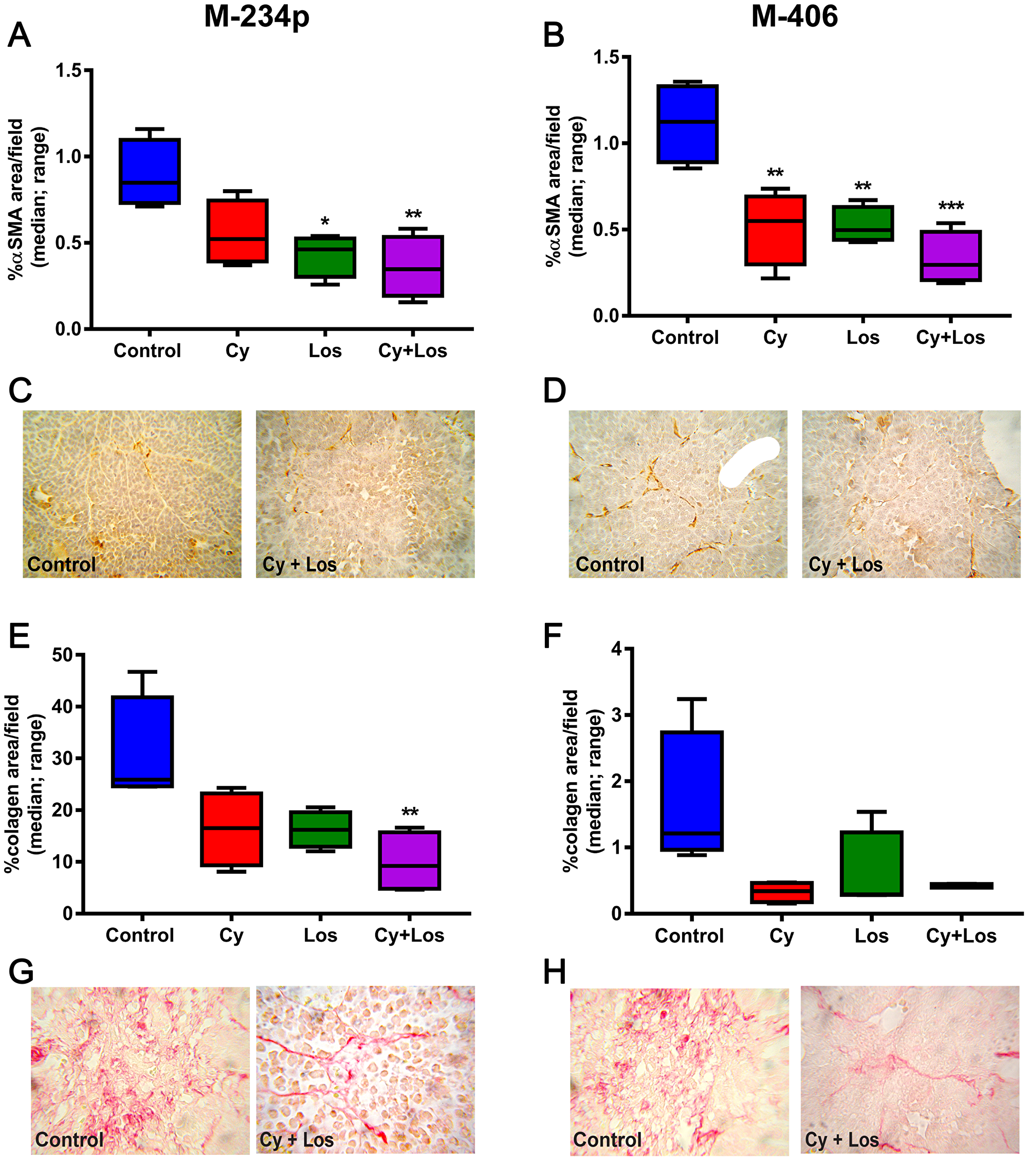 αSMA expression and collagen area