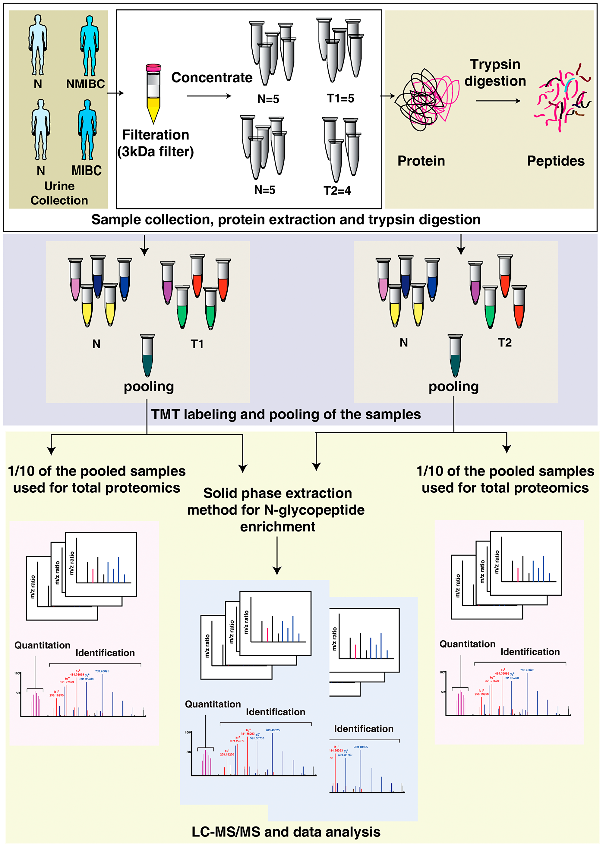 Integrated proteomics and N-glycoproteome analysis workflow applied to urine samples from bladder cancer patients and healthy subjects