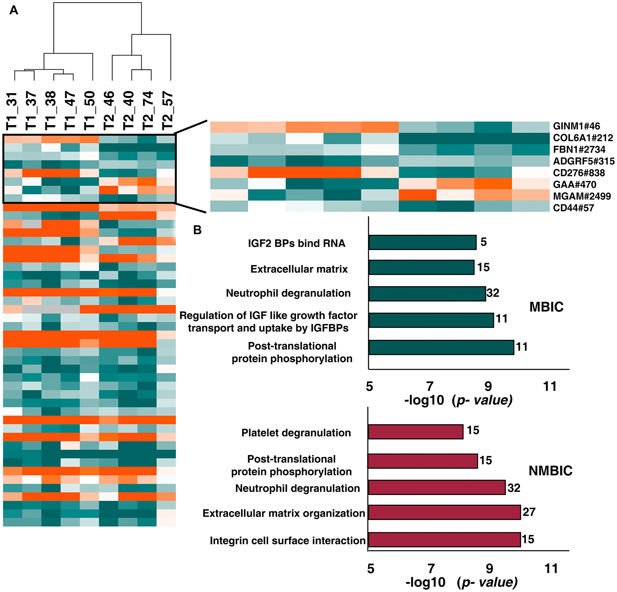 Comparison between N-glycoproteome and proteome of NMIBC and MIBC patients