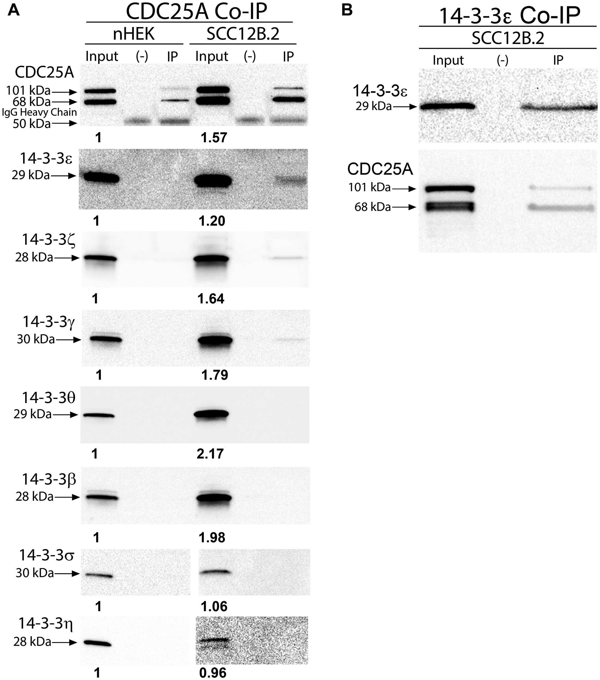 CDC25A associated with anti-apoptotic 14-3-3ε, γ and ζ in SCC cells