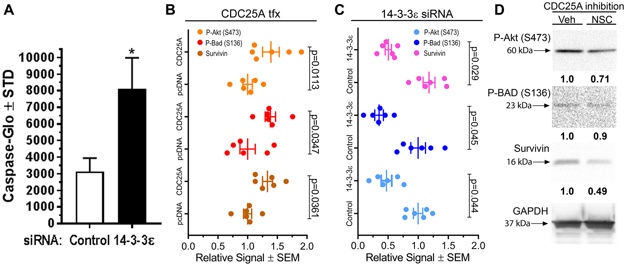 CDC25A and 14-3-3ε regulated pro-survival signals in SCC cells