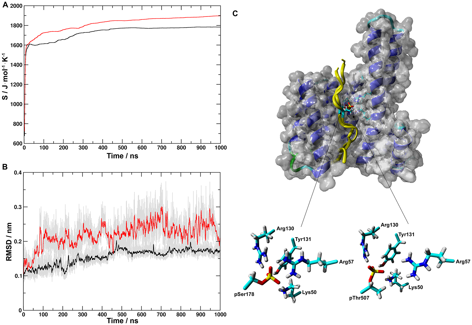 Molecular dynamics simulations of structures of pS- and pT-14-3-3ε complexes