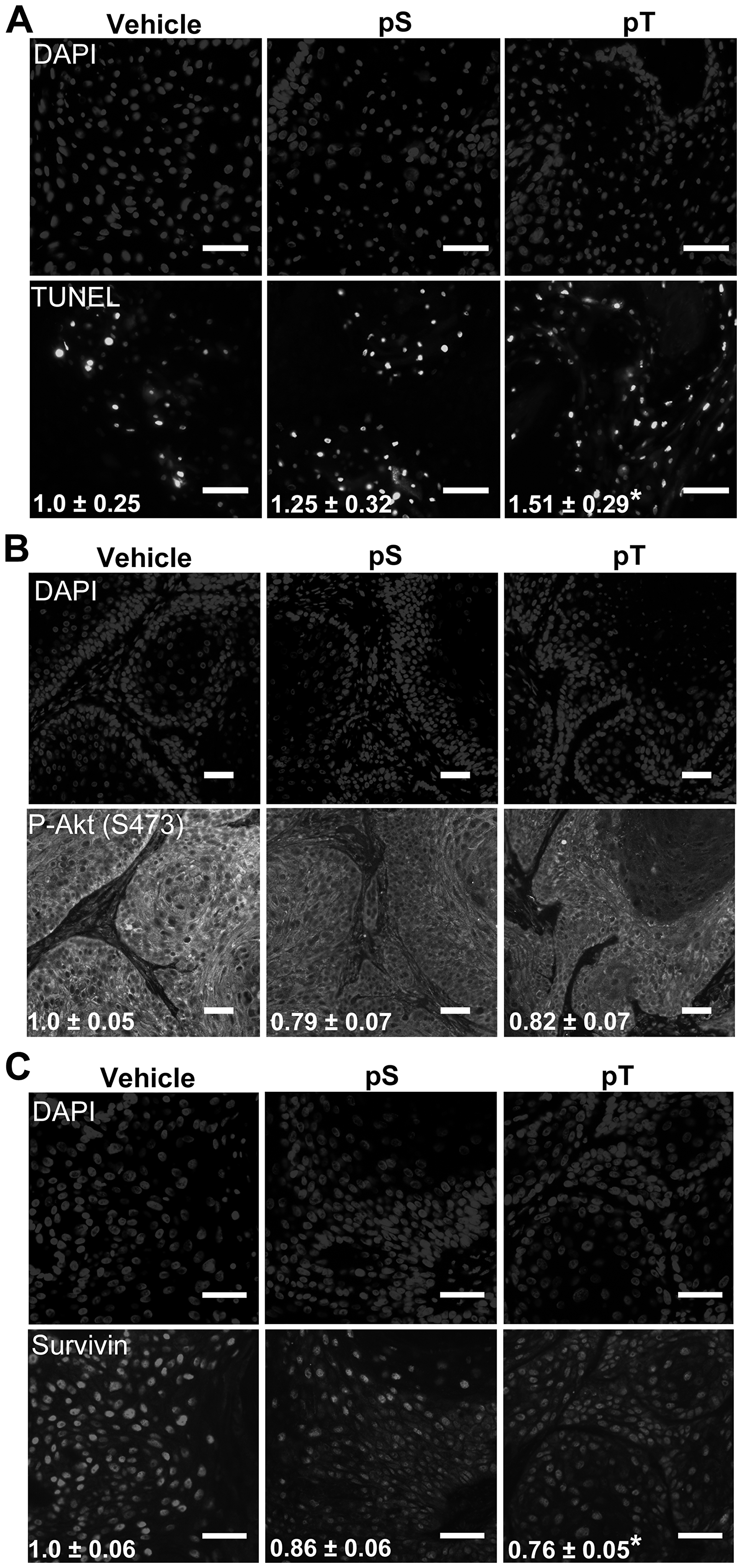 Targeting 14-3-3ε-CDC25A binding increases apoptosis in vivo